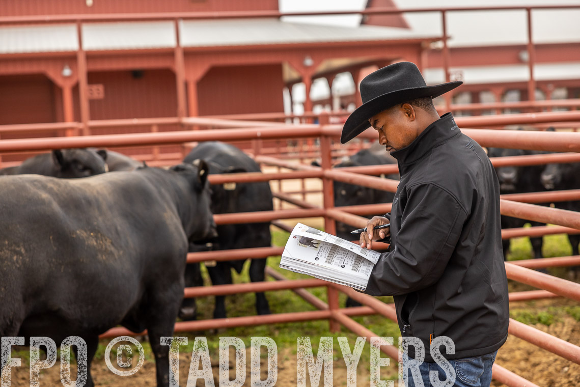 TMyers_SpringBullSale_Cameron_Feb2023-529545