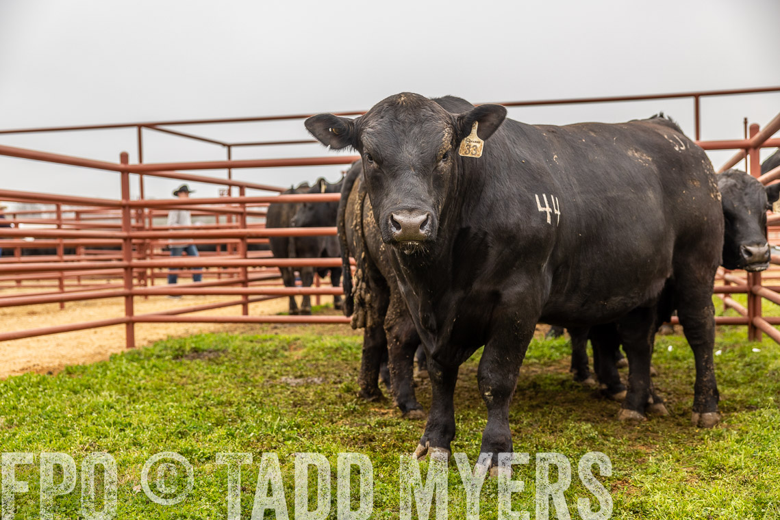 TMyers_SpringBullSale_Cameron_Feb2023-529637