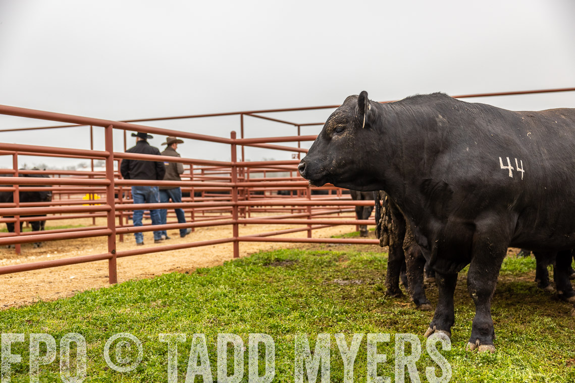 TMyers_SpringBullSale_Cameron_Feb2023-529643
