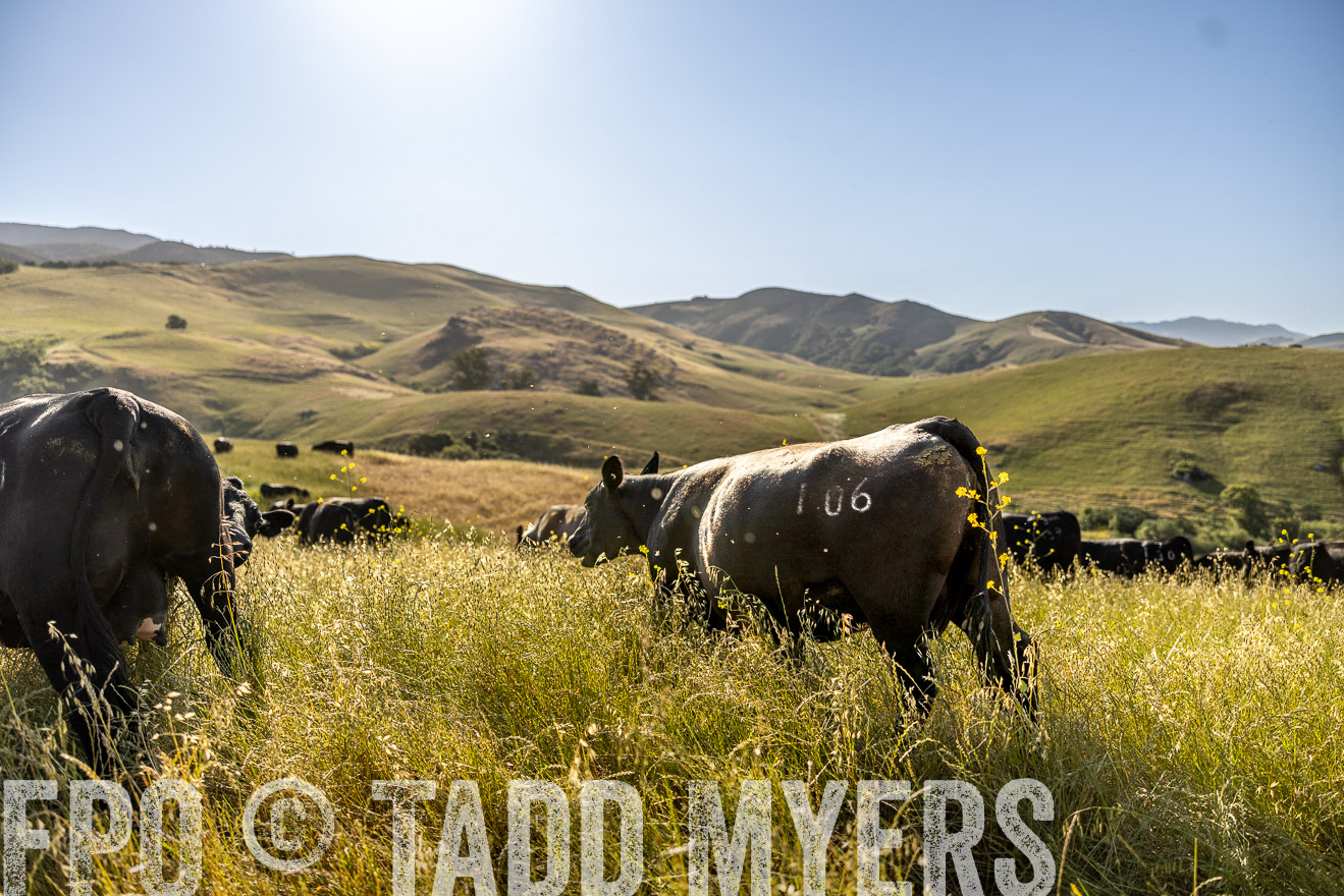 TMyers_CalPoly_CA_May2023-520002