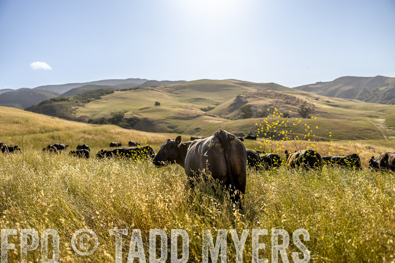TMyers_CalPoly_CA_May2023-520018