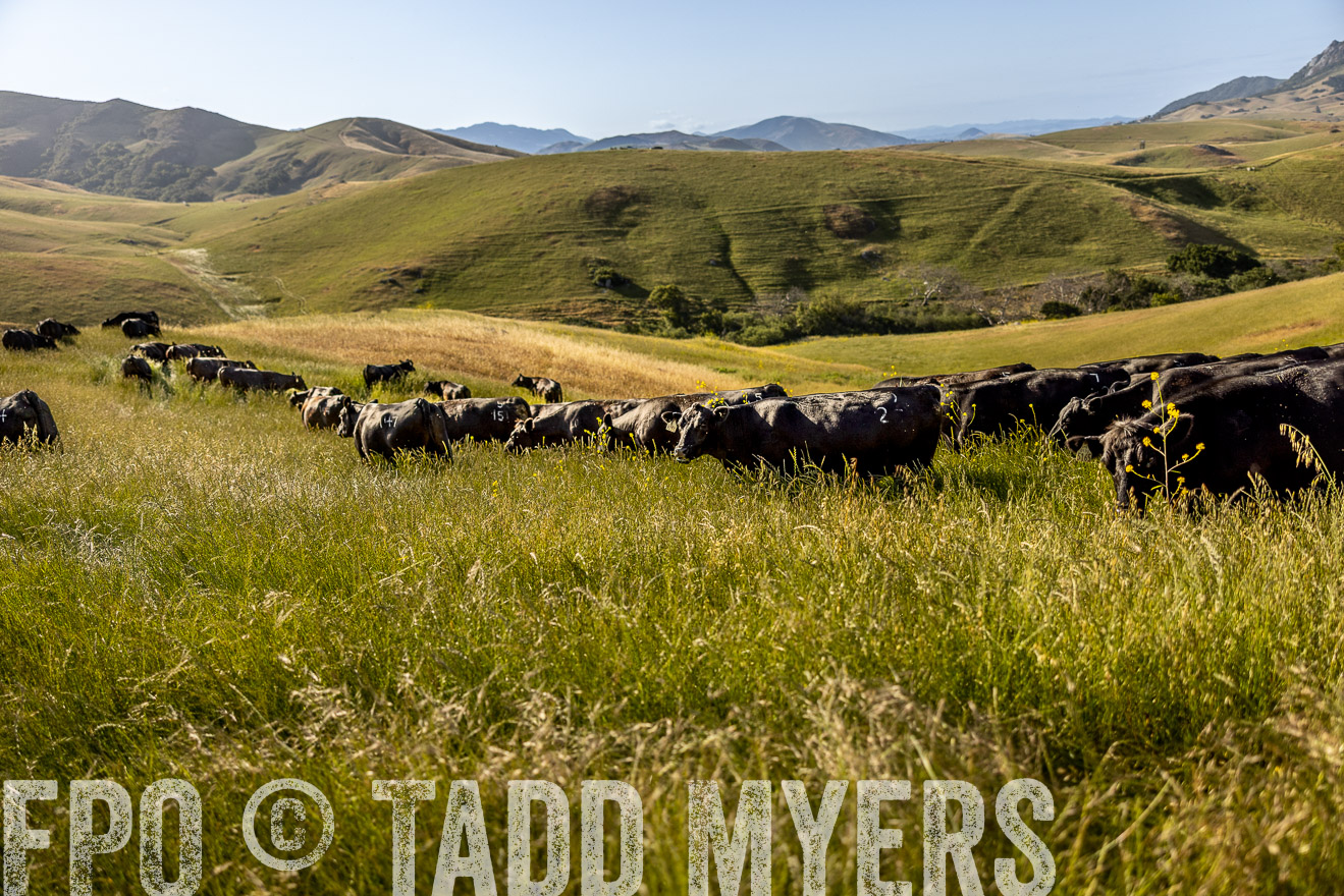 TMyers_CalPoly_CA_May2023-520039