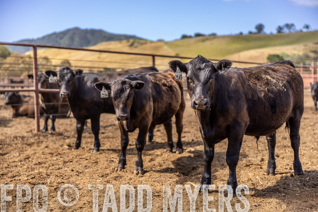 TMyers_CalPoly_CA_May2023-520246