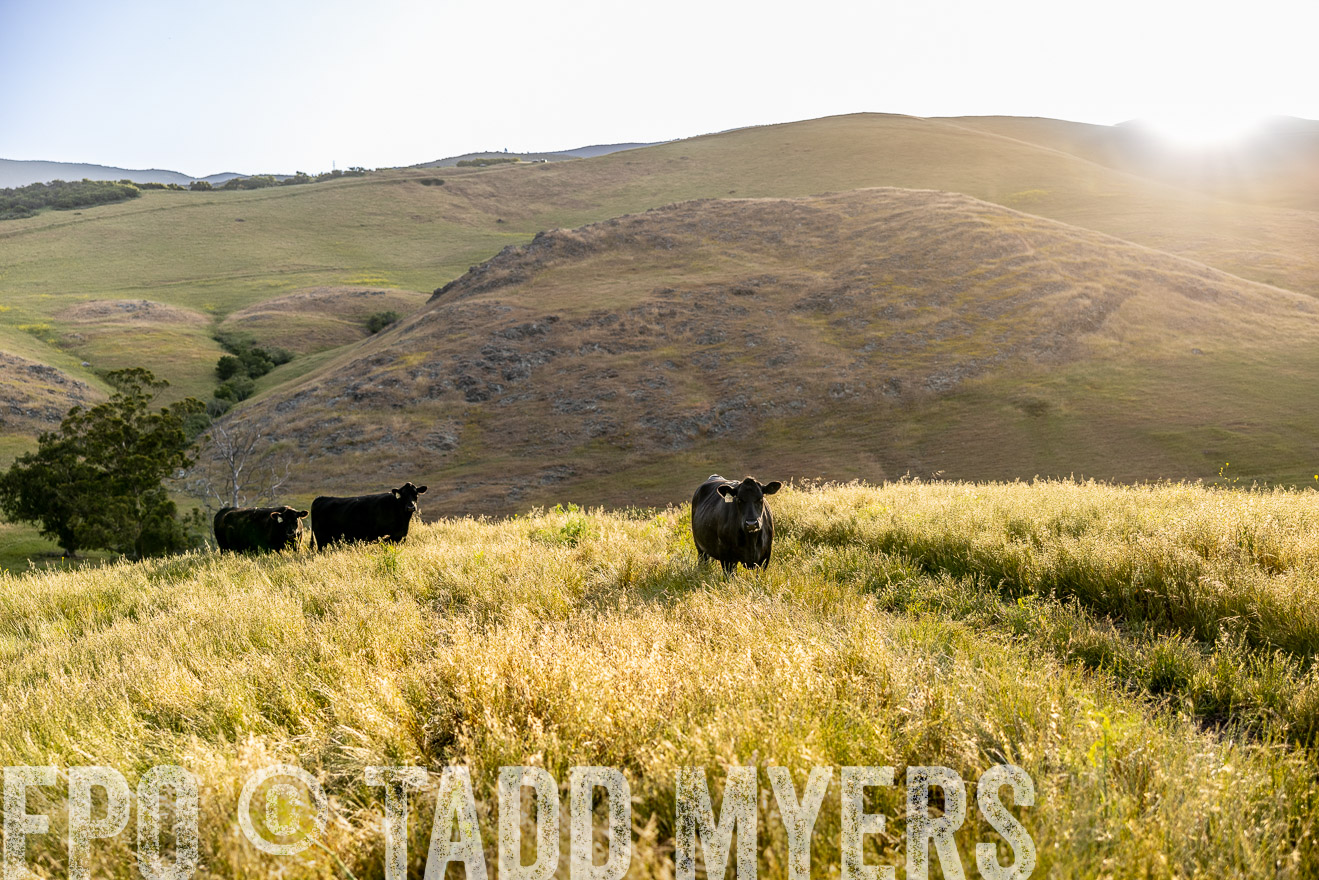 TMyers_CalPoly_CA_May2023-526113