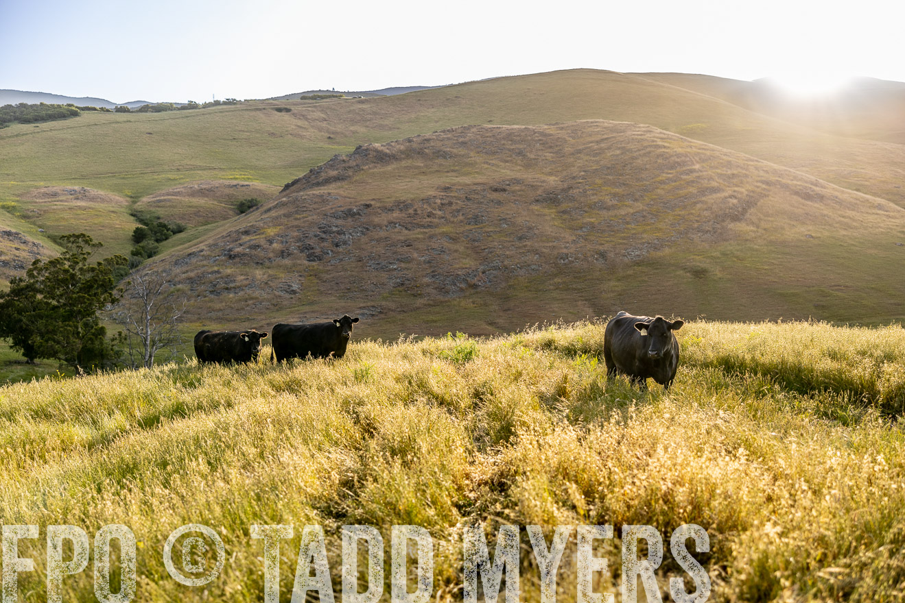 TMyers_CalPoly_CA_May2023-526119