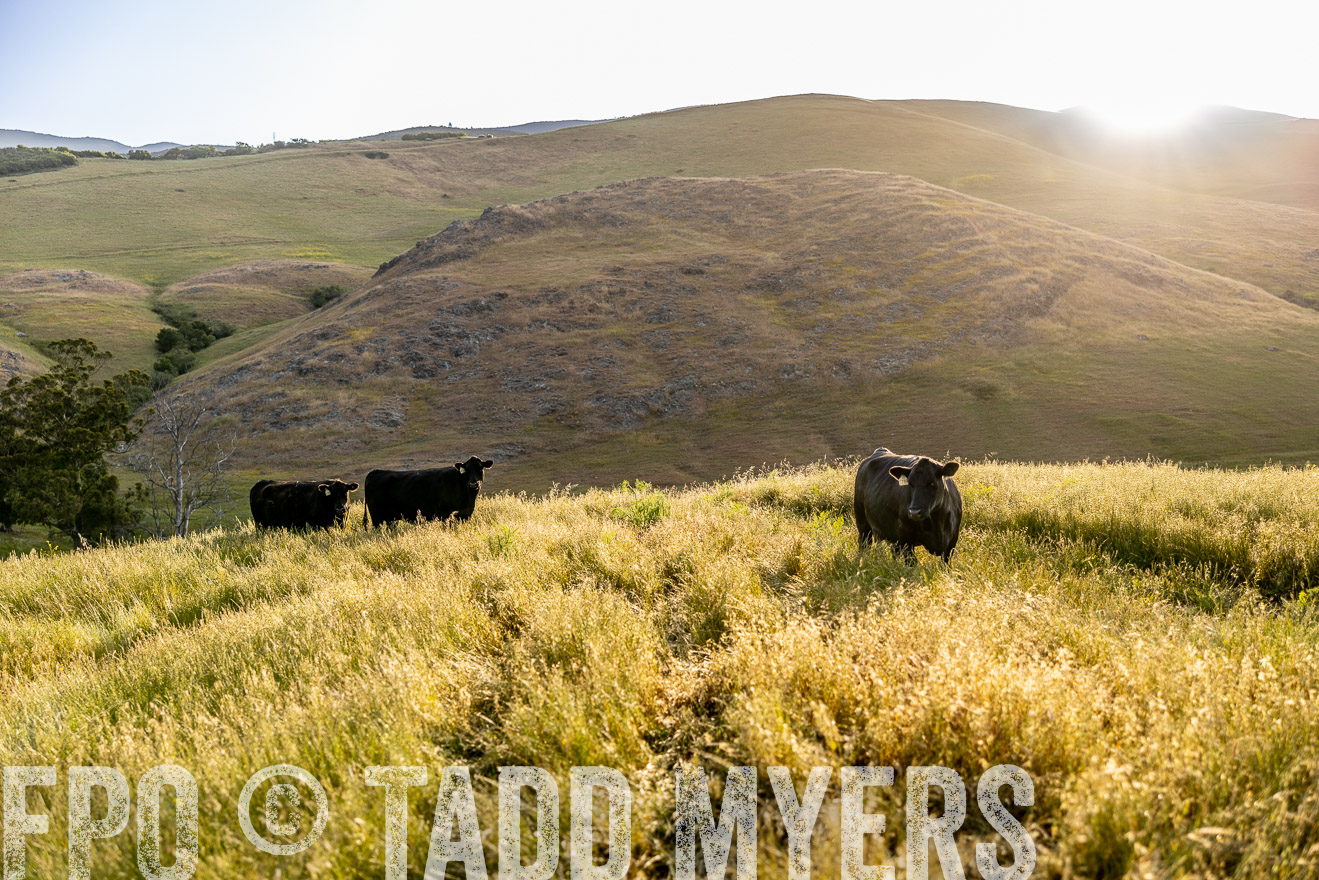 TMyers_CalPoly_CA_May2023-526122