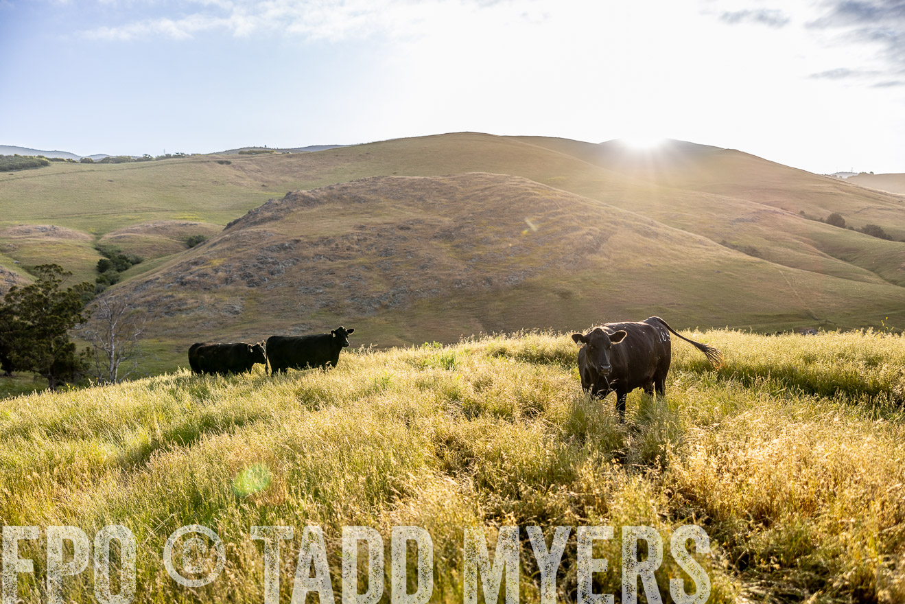 TMyers_CalPoly_CA_May2023-526129