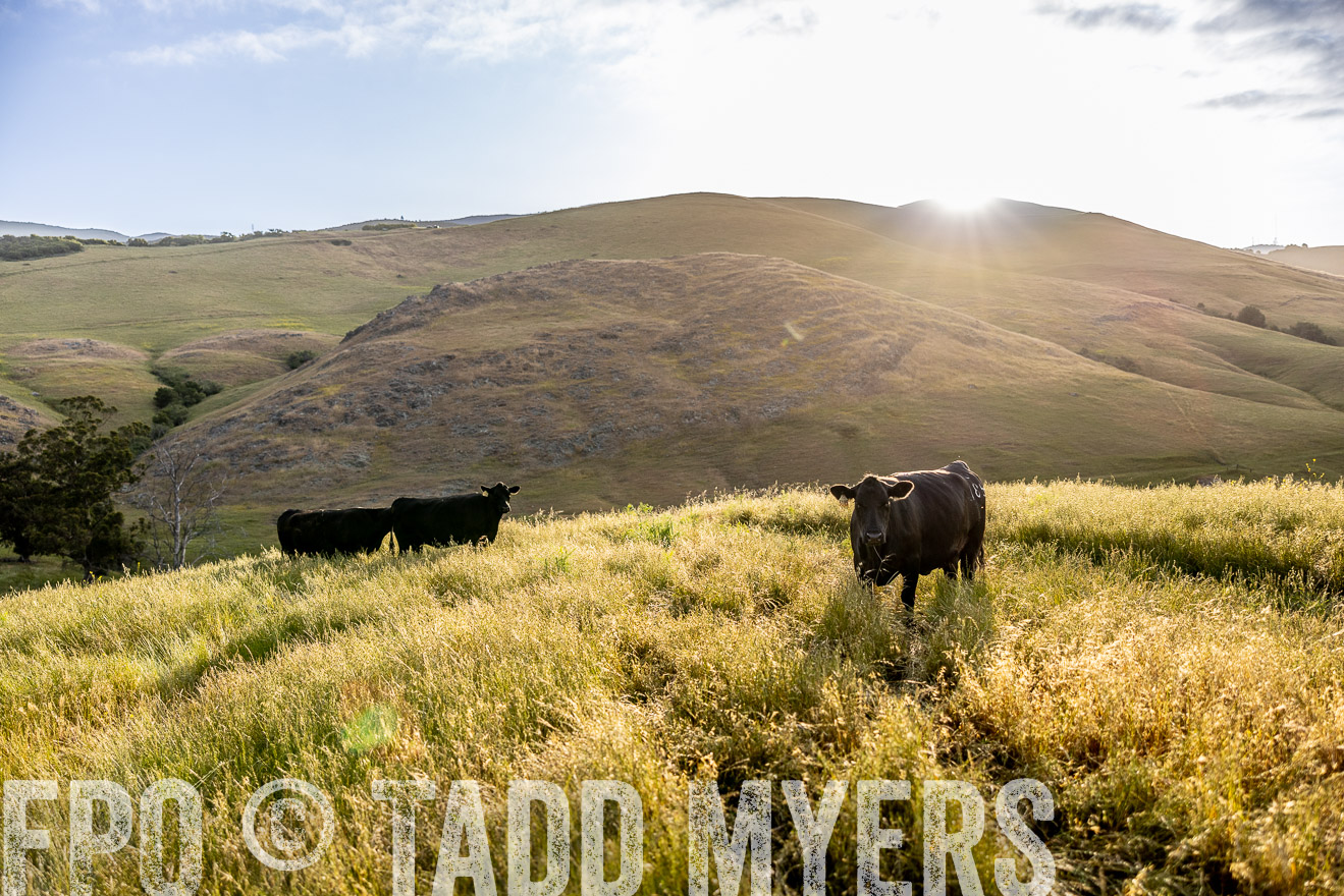 TMyers_CalPoly_CA_May2023-526144