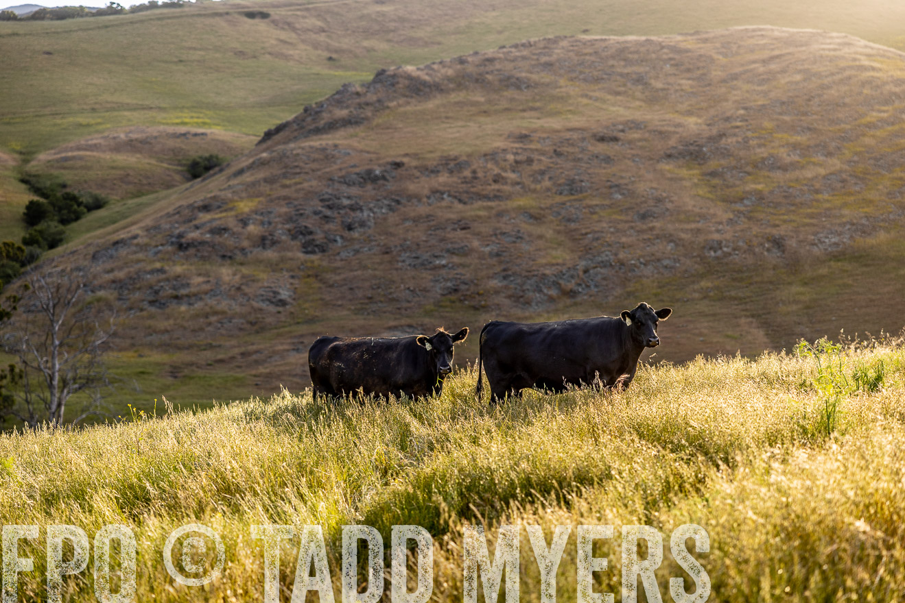 TMyers_CalPoly_CA_May2023-526156
