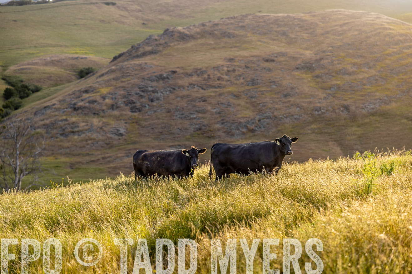 TMyers_CalPoly_CA_May2023-526161