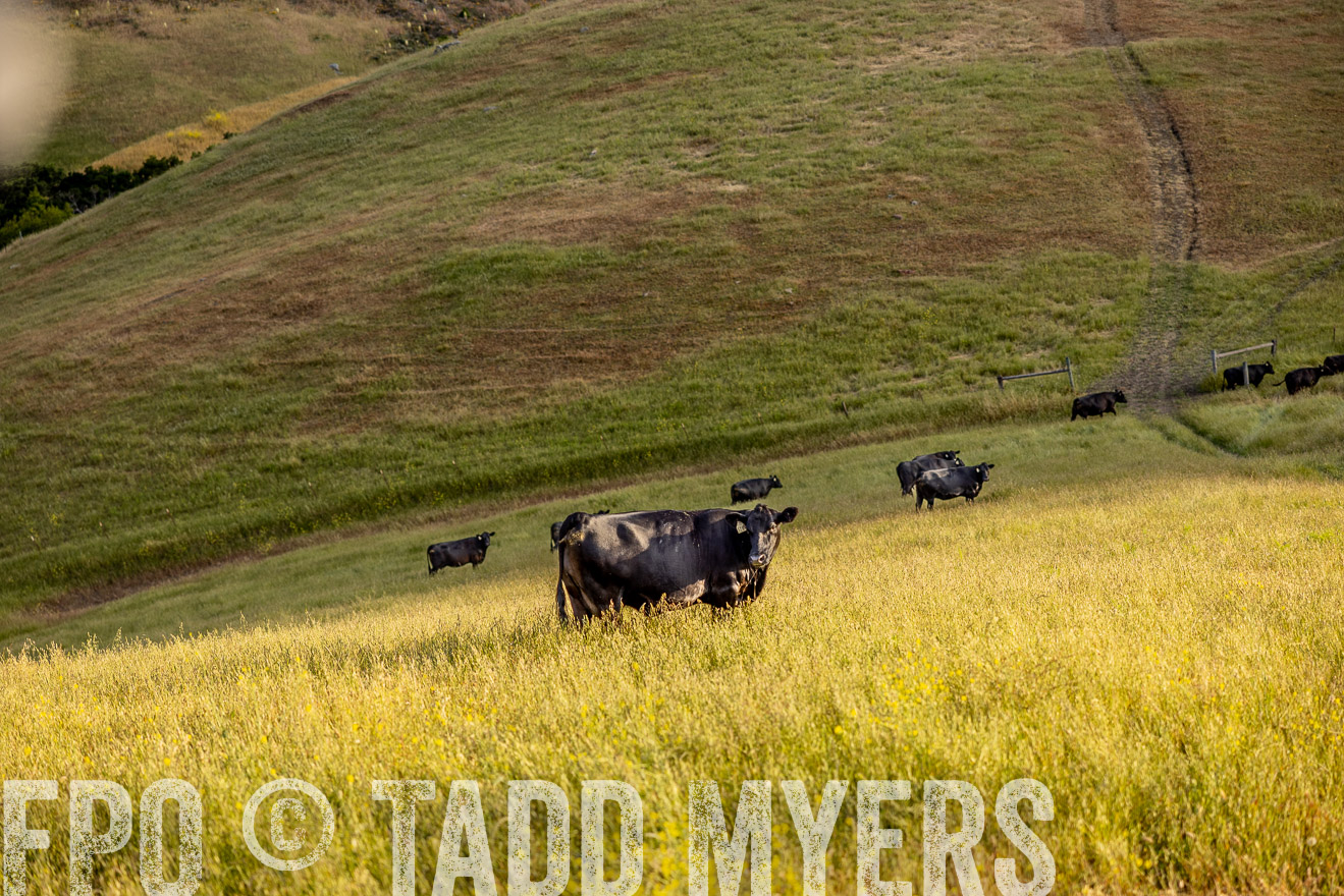 TMyers_CalPoly_CA_May2023-526228