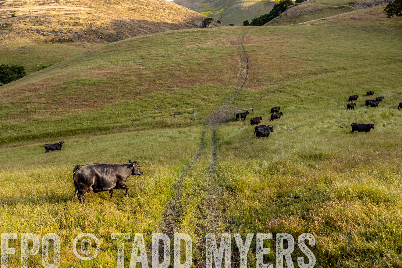 TMyers_CalPoly_CA_May2023-526248