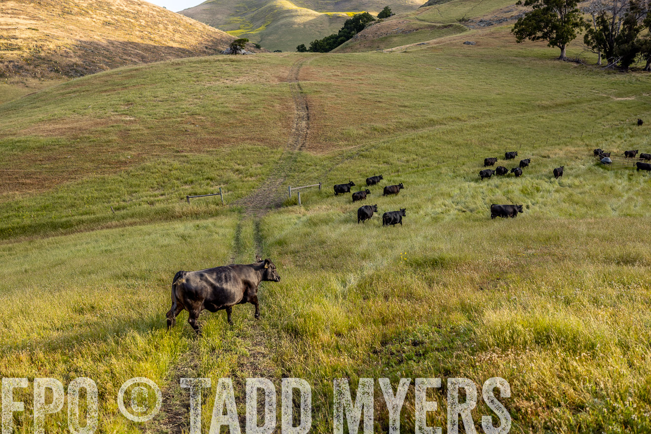 TMyers_CalPoly_CA_May2023-526256
