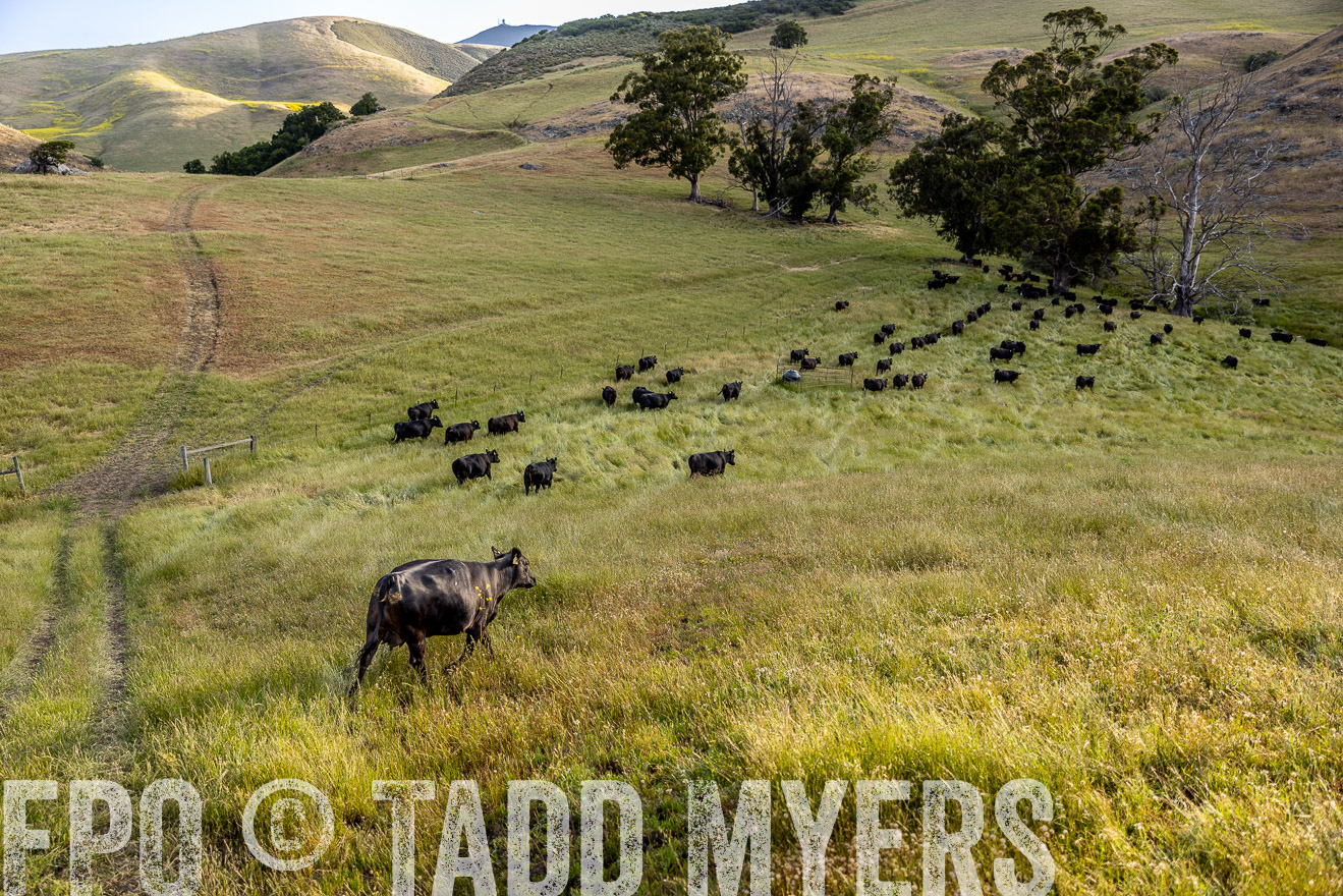TMyers_CalPoly_CA_May2023-526273