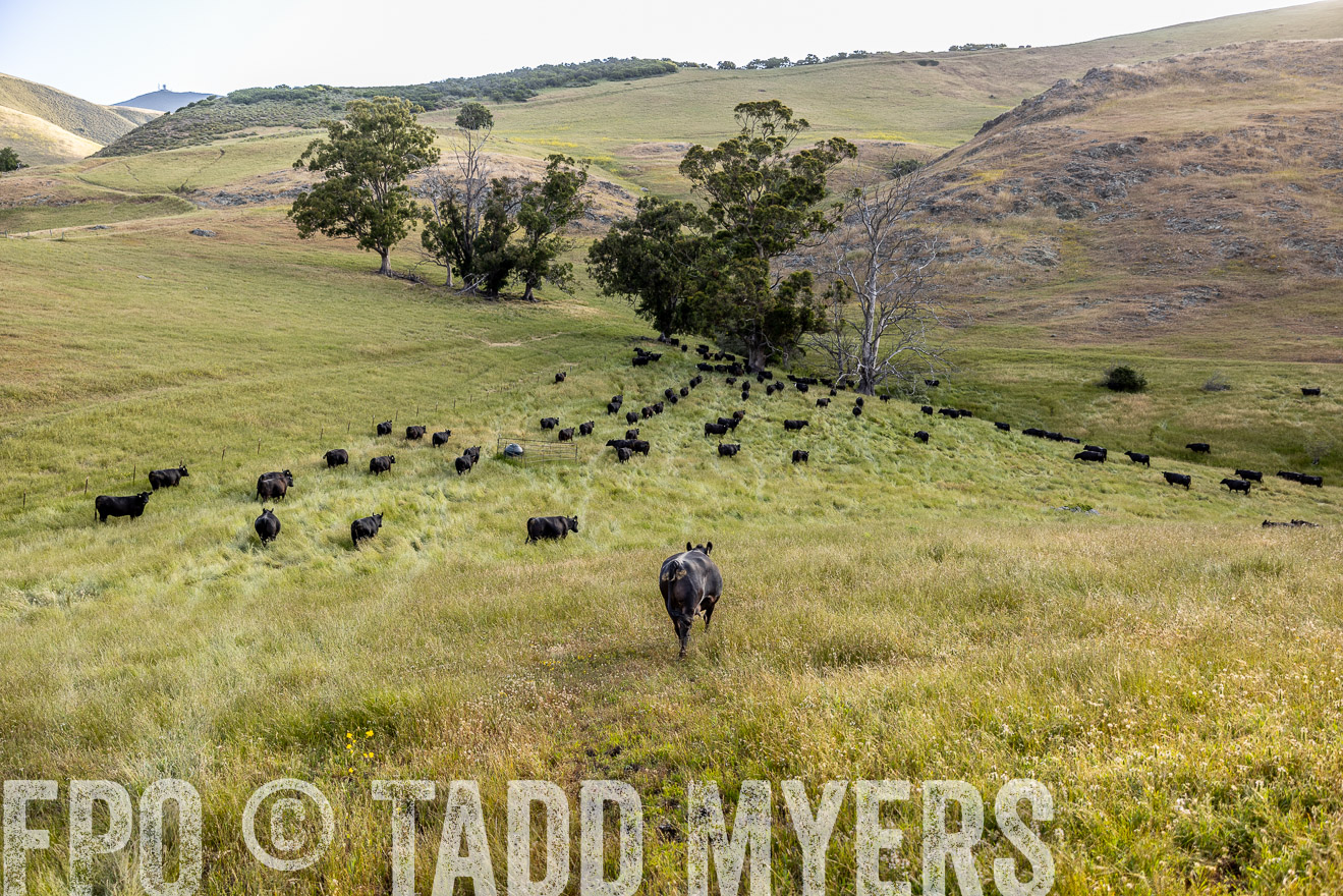 TMyers_CalPoly_CA_May2023-526294