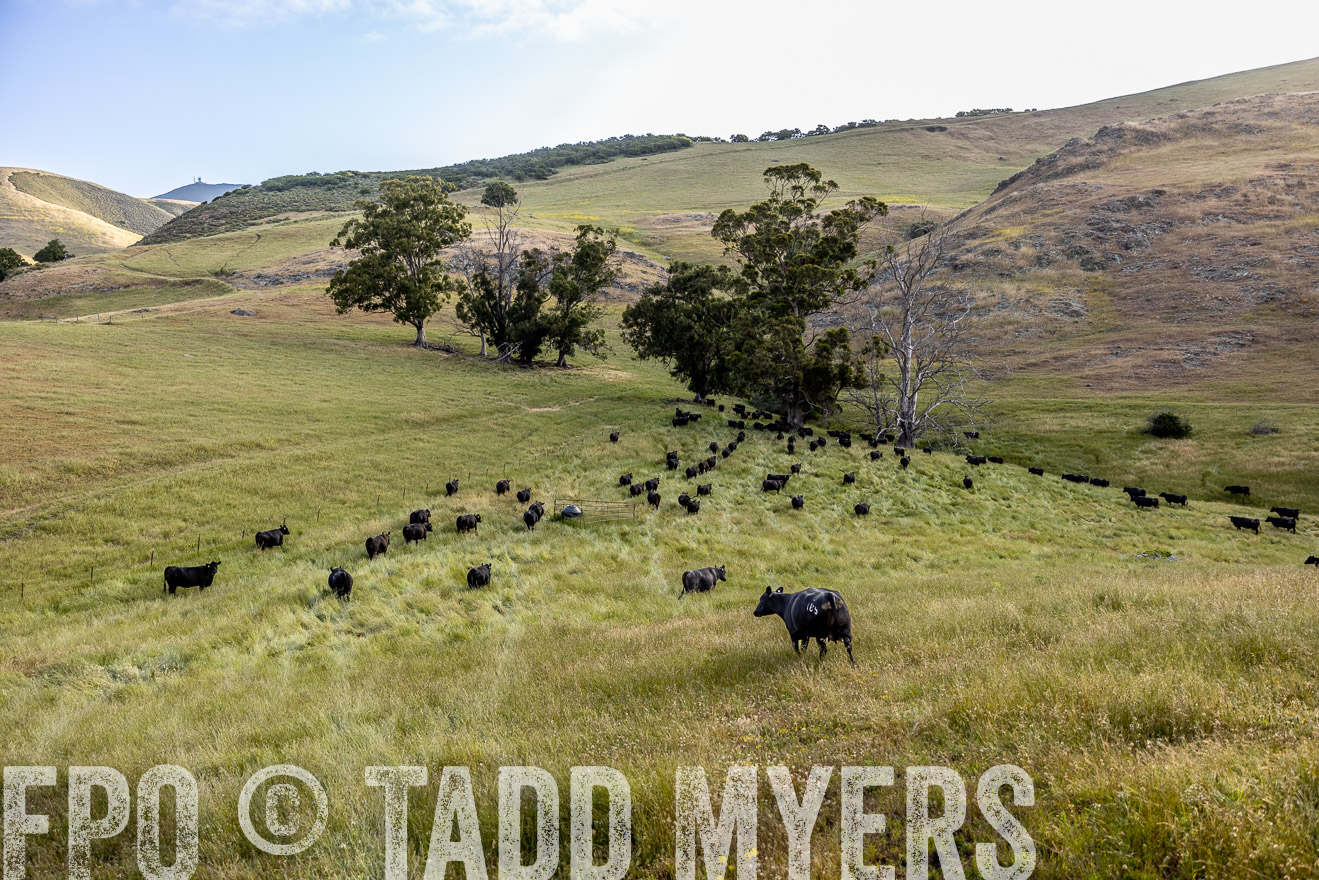 TMyers_CalPoly_CA_May2023-526313
