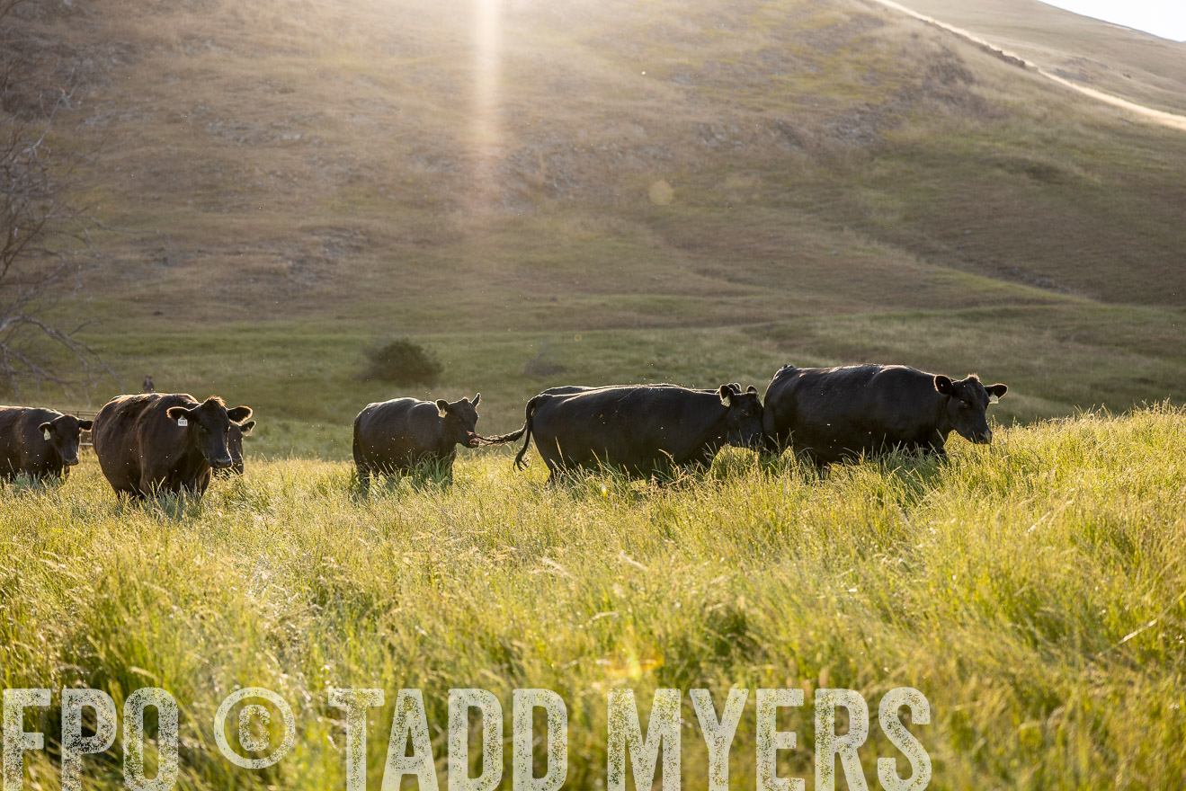 TMyers_CalPoly_CA_May2023-526793