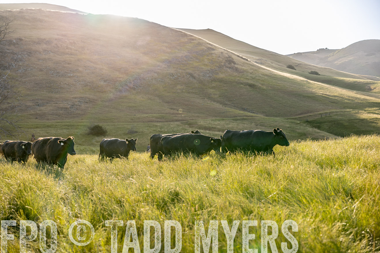 TMyers_CalPoly_CA_May2023-526796