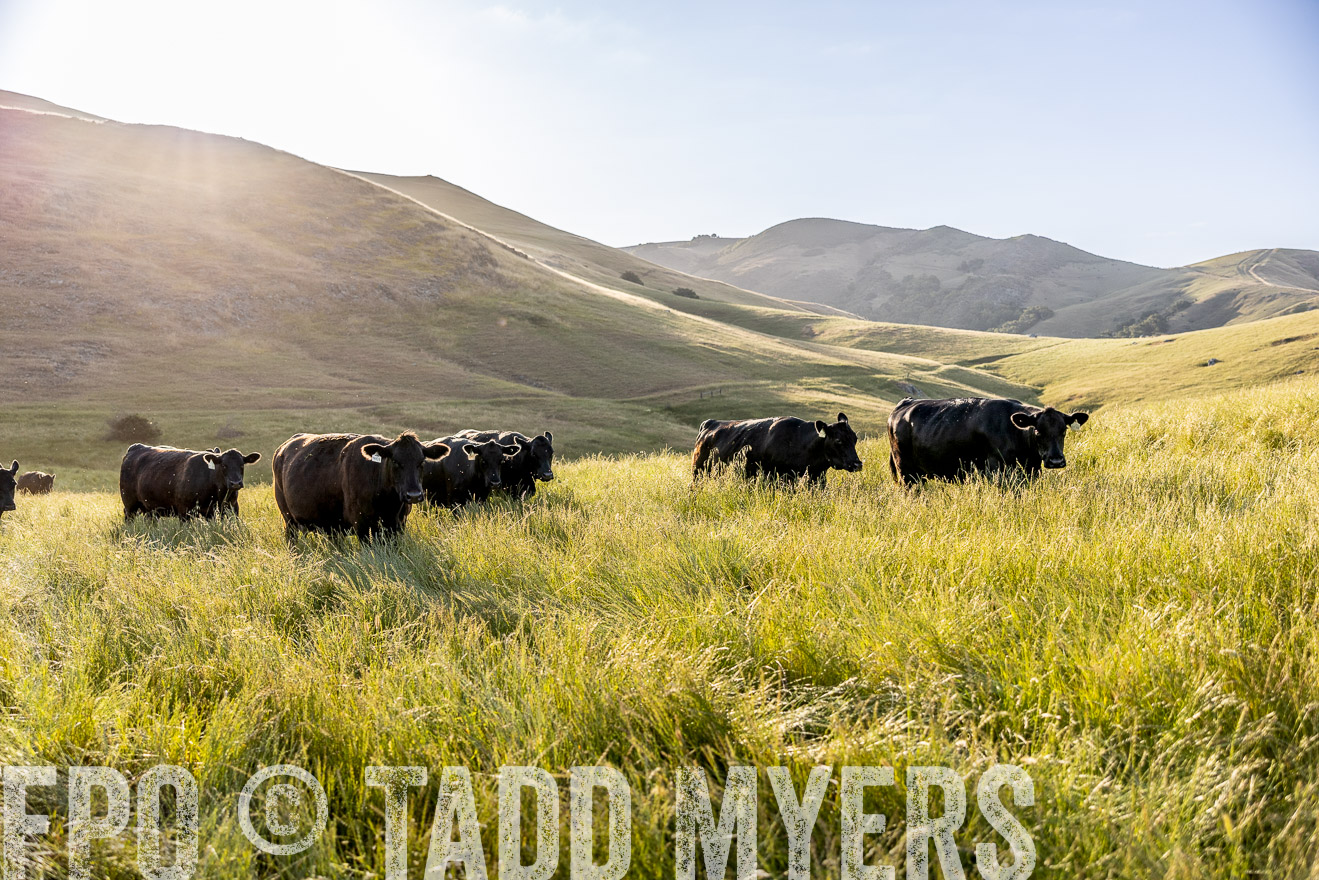 TMyers_CalPoly_CA_May2023-526831