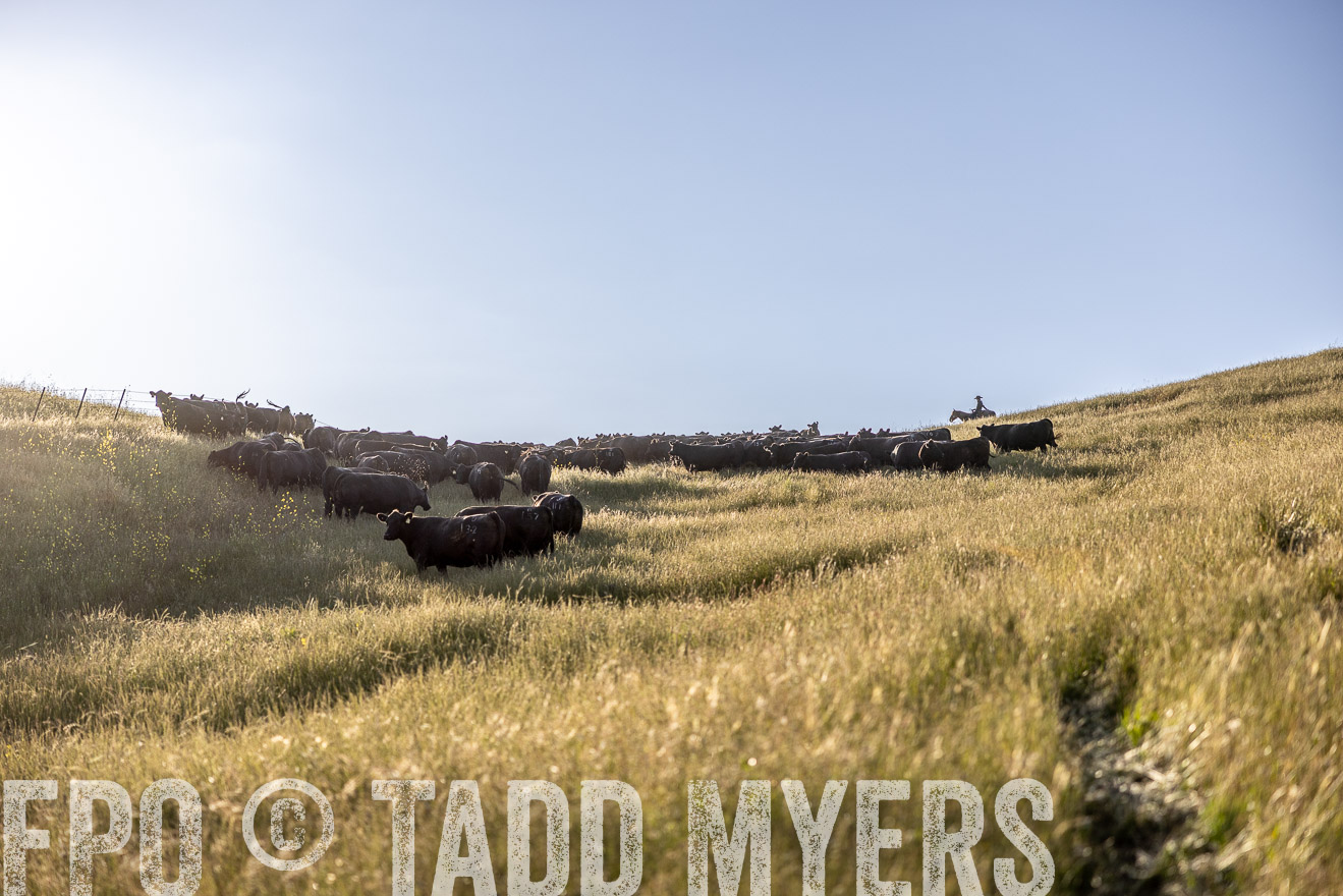 TMyers_CalPoly_CA_May2023-527051