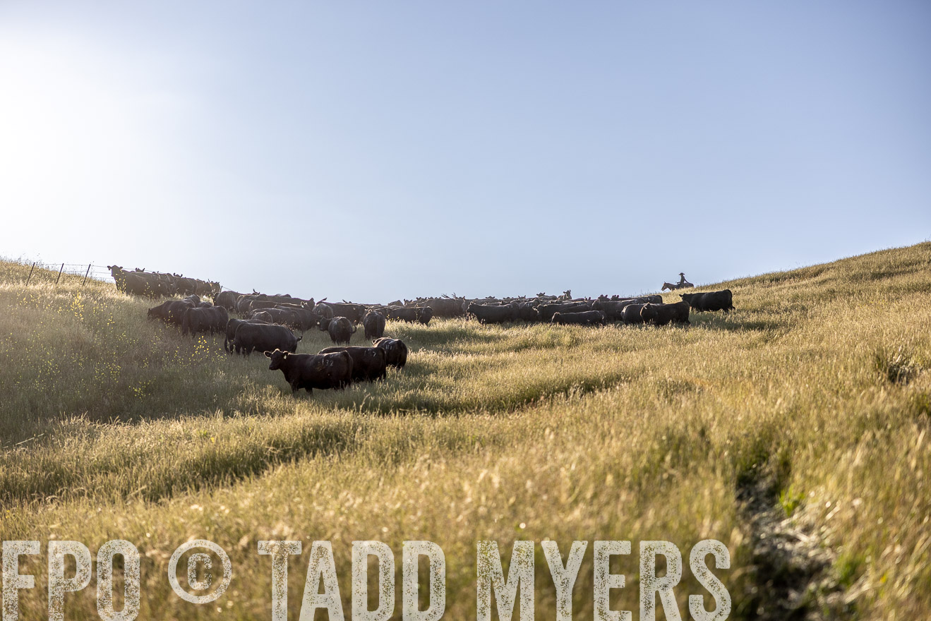 TMyers_CalPoly_CA_May2023-527055