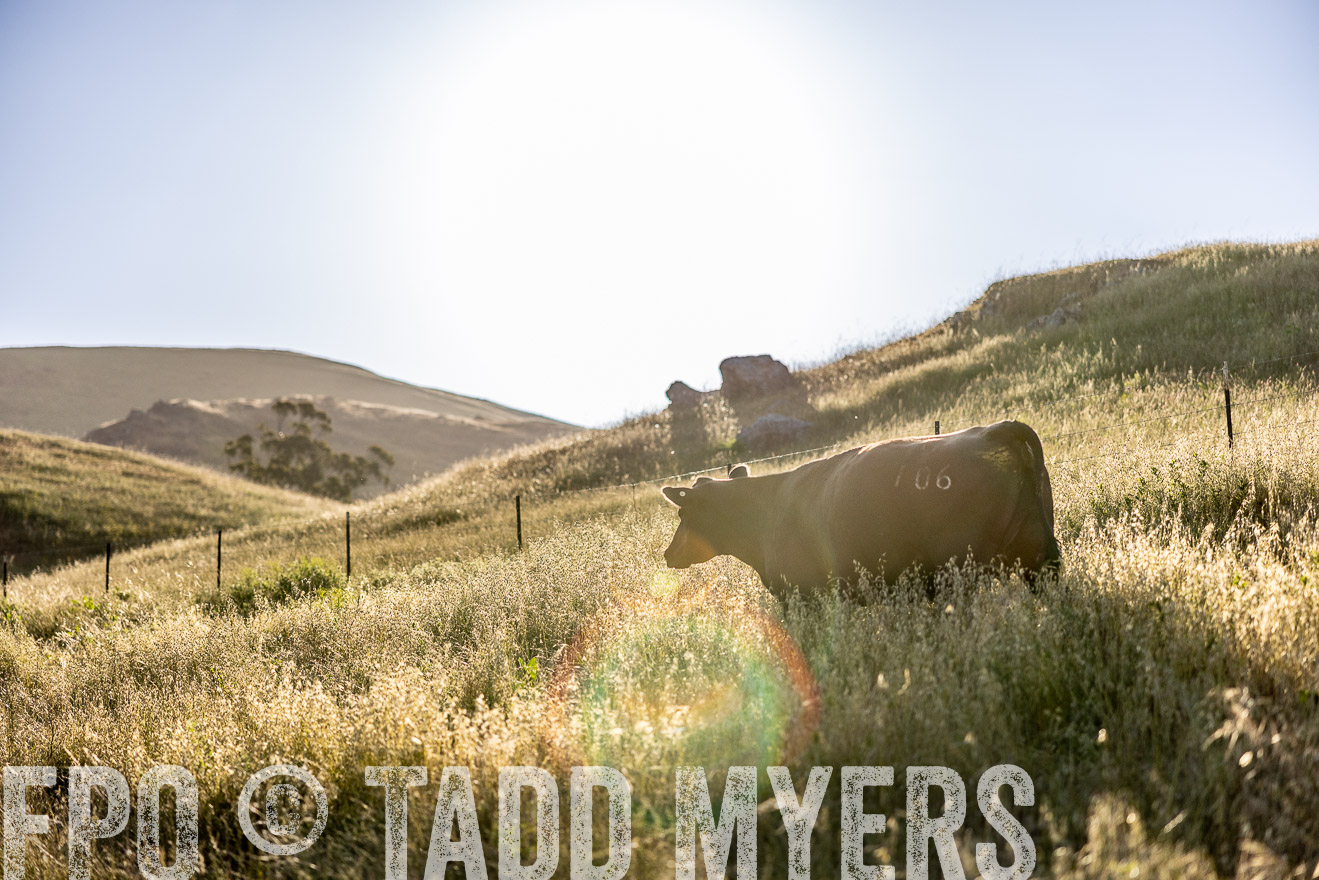 TMyers_CalPoly_CA_May2023-527314