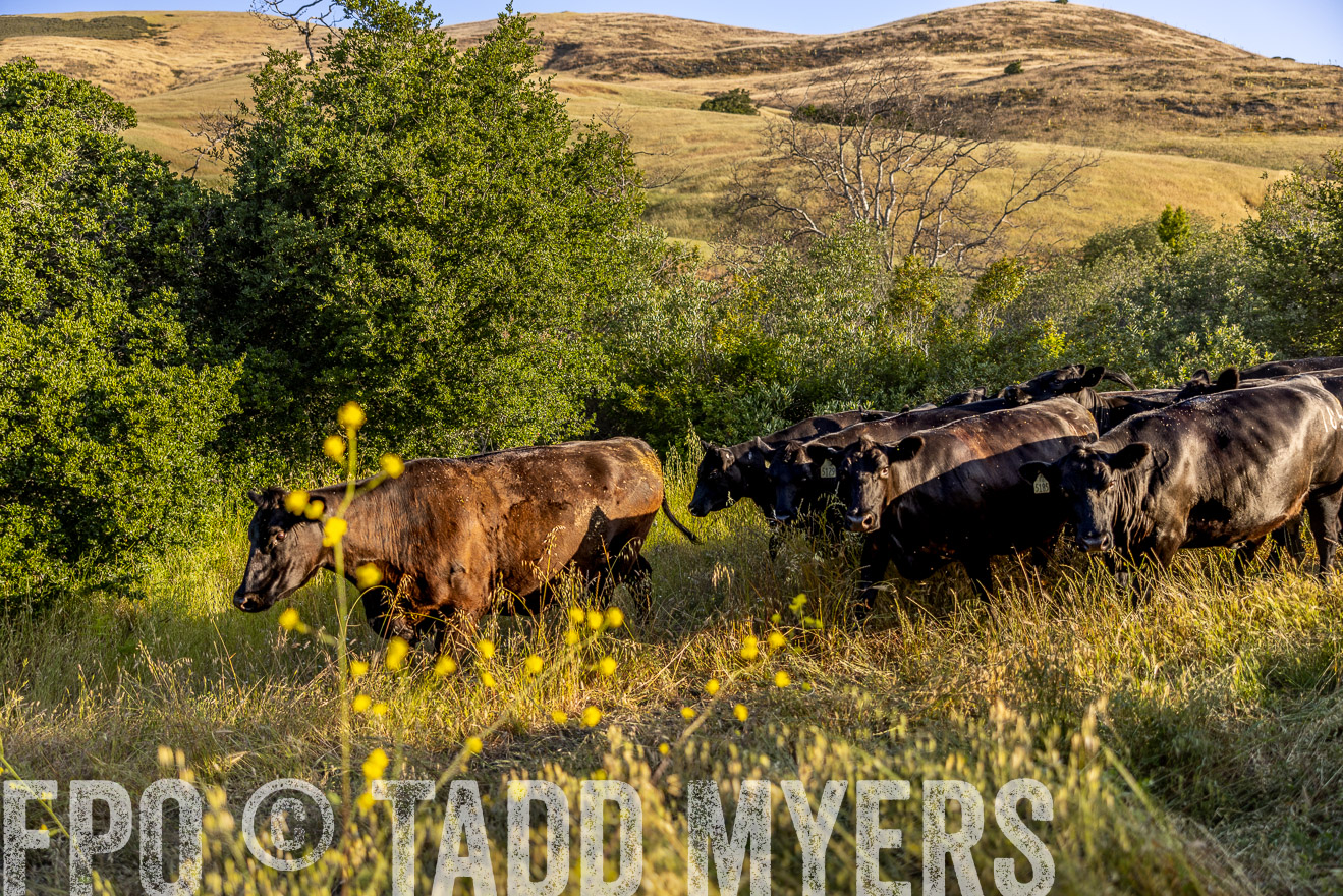 TMyers_CalPoly_CA_May2023-527484