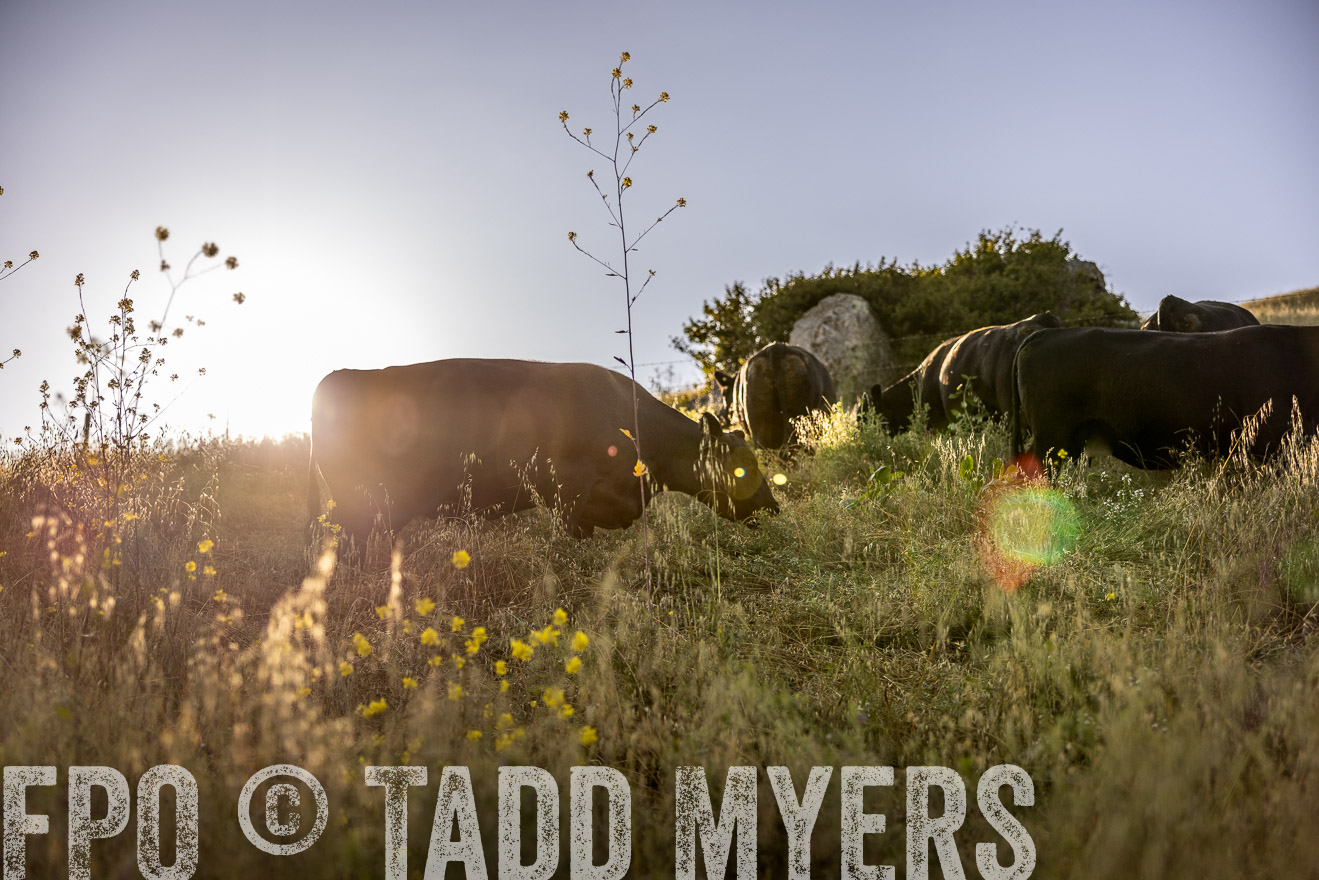 TMyers_CalPoly_CA_May2023-527953