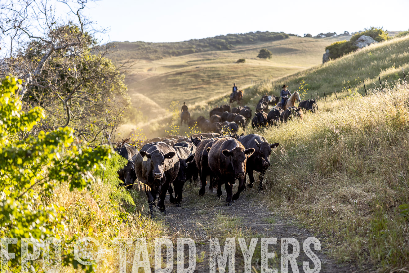 TMyers_CalPoly_CA_May2023-528030