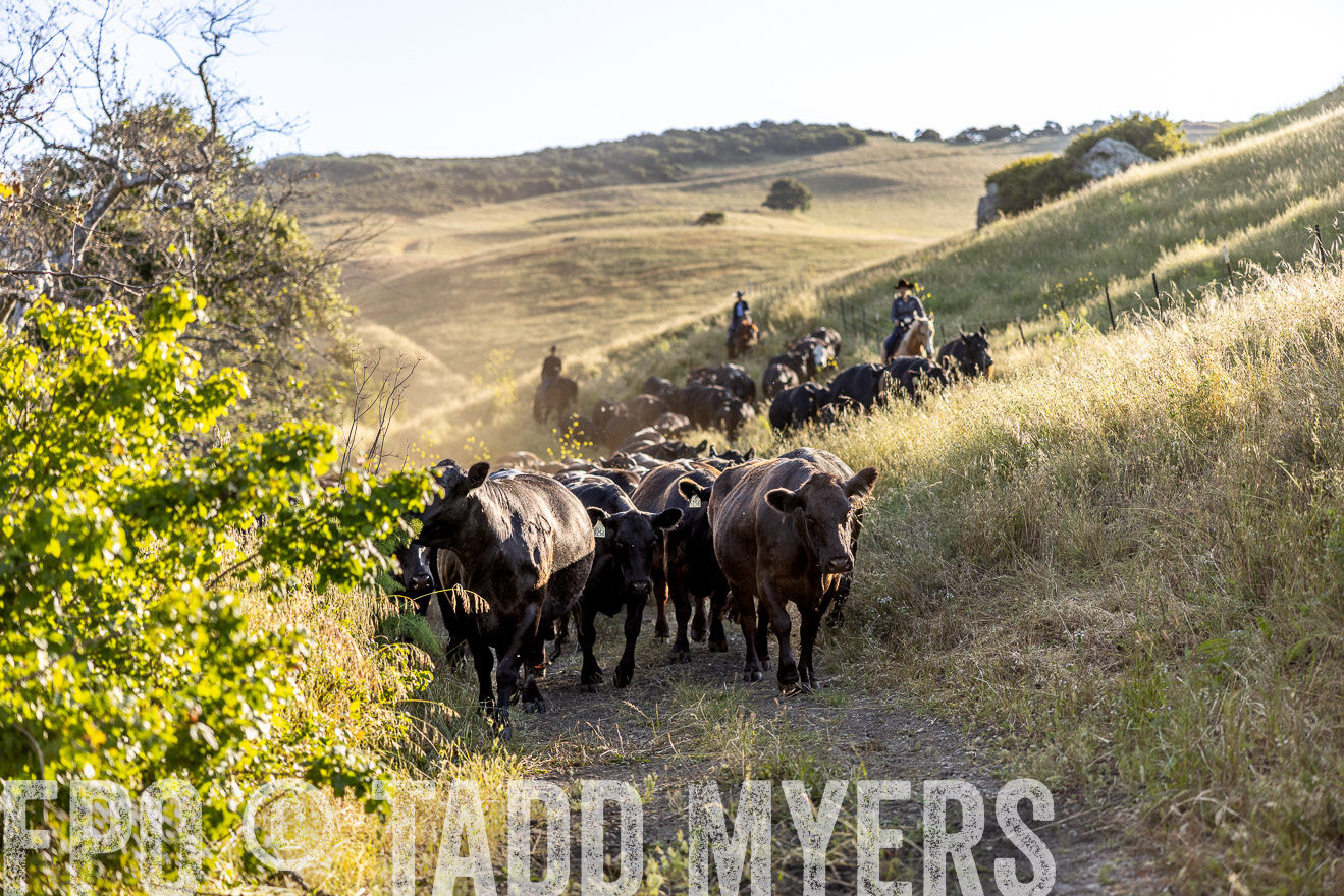 TMyers_CalPoly_CA_May2023-528039