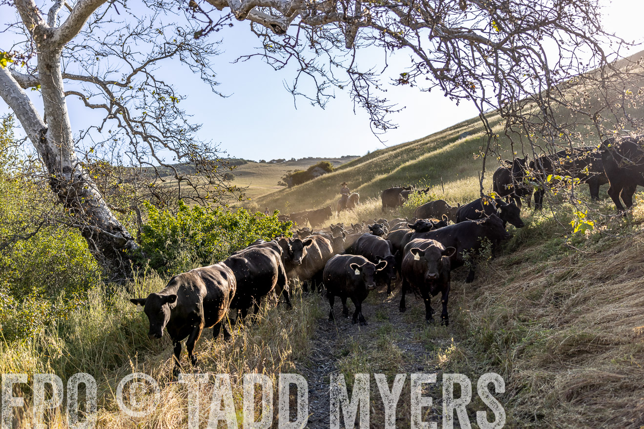 TMyers_CalPoly_CA_May2023-528081
