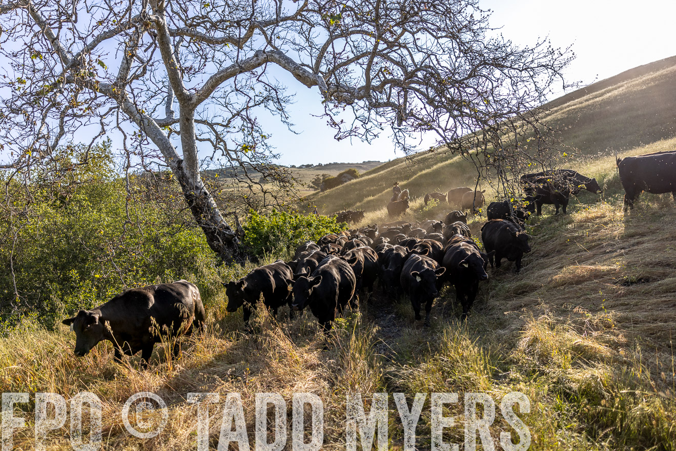 TMyers_CalPoly_CA_May2023-528094