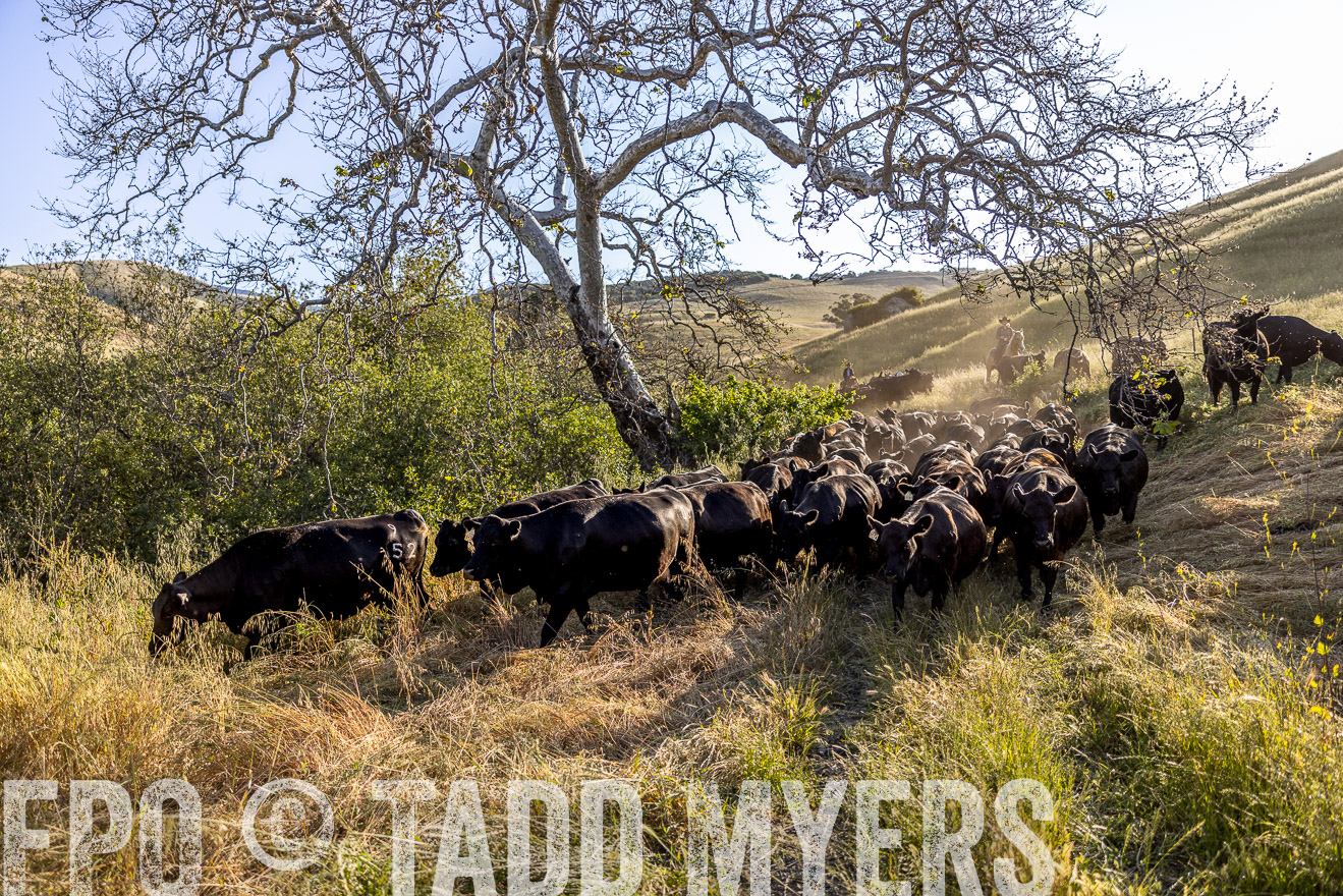 TMyers_CalPoly_CA_May2023-528105