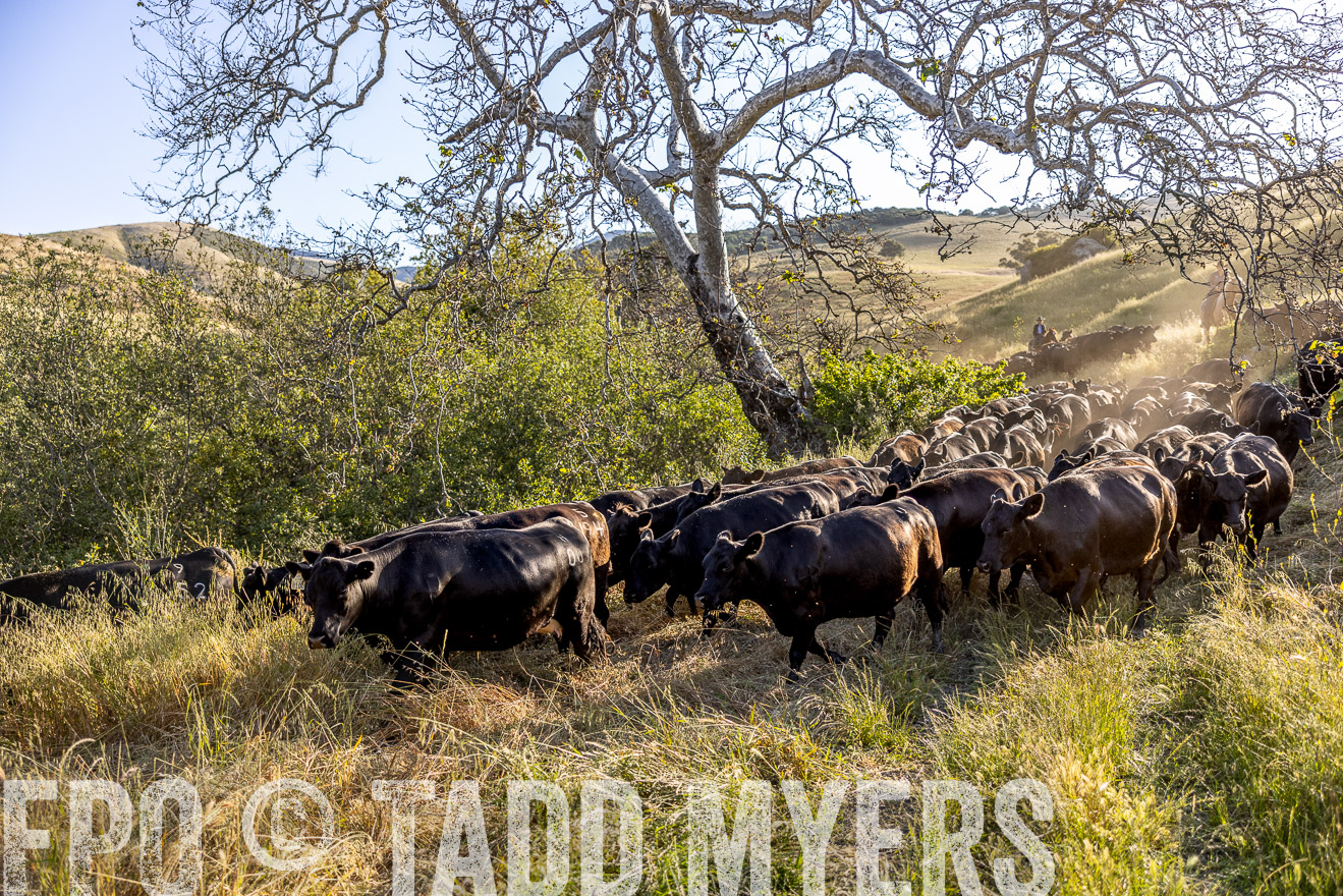 TMyers_CalPoly_CA_May2023-528109