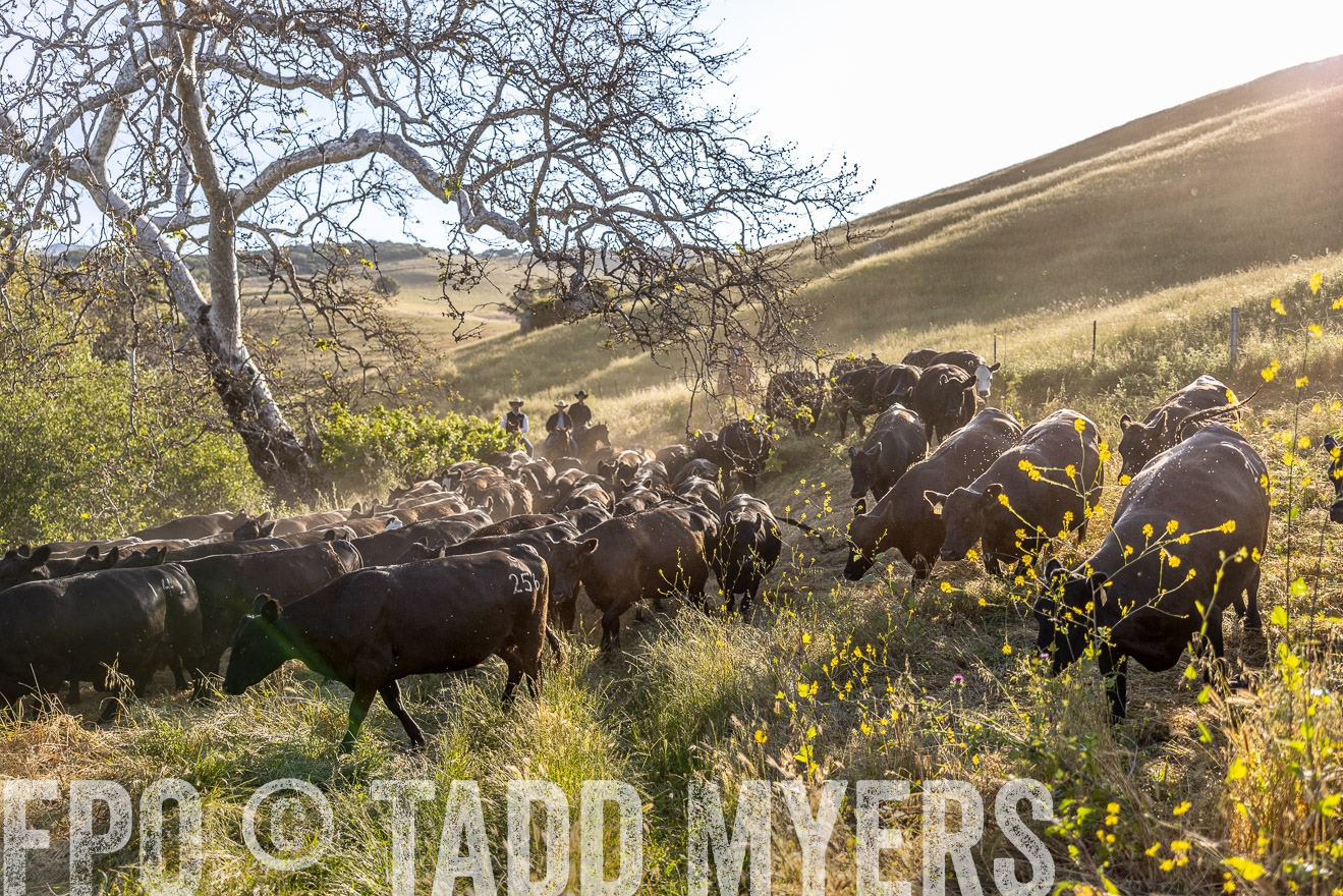 TMyers_CalPoly_CA_May2023-528176