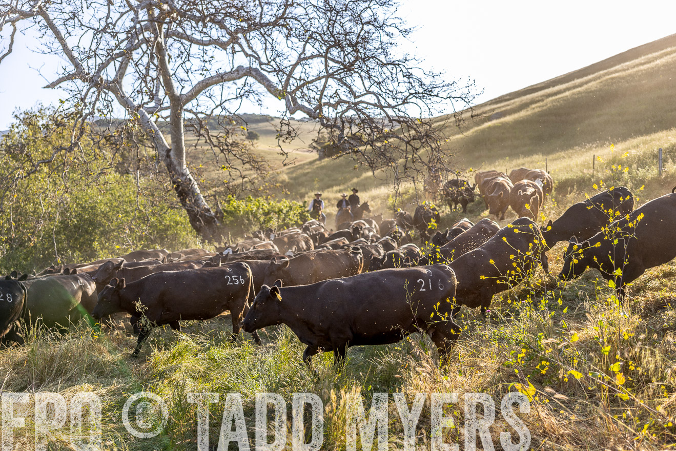 TMyers_CalPoly_CA_May2023-528189