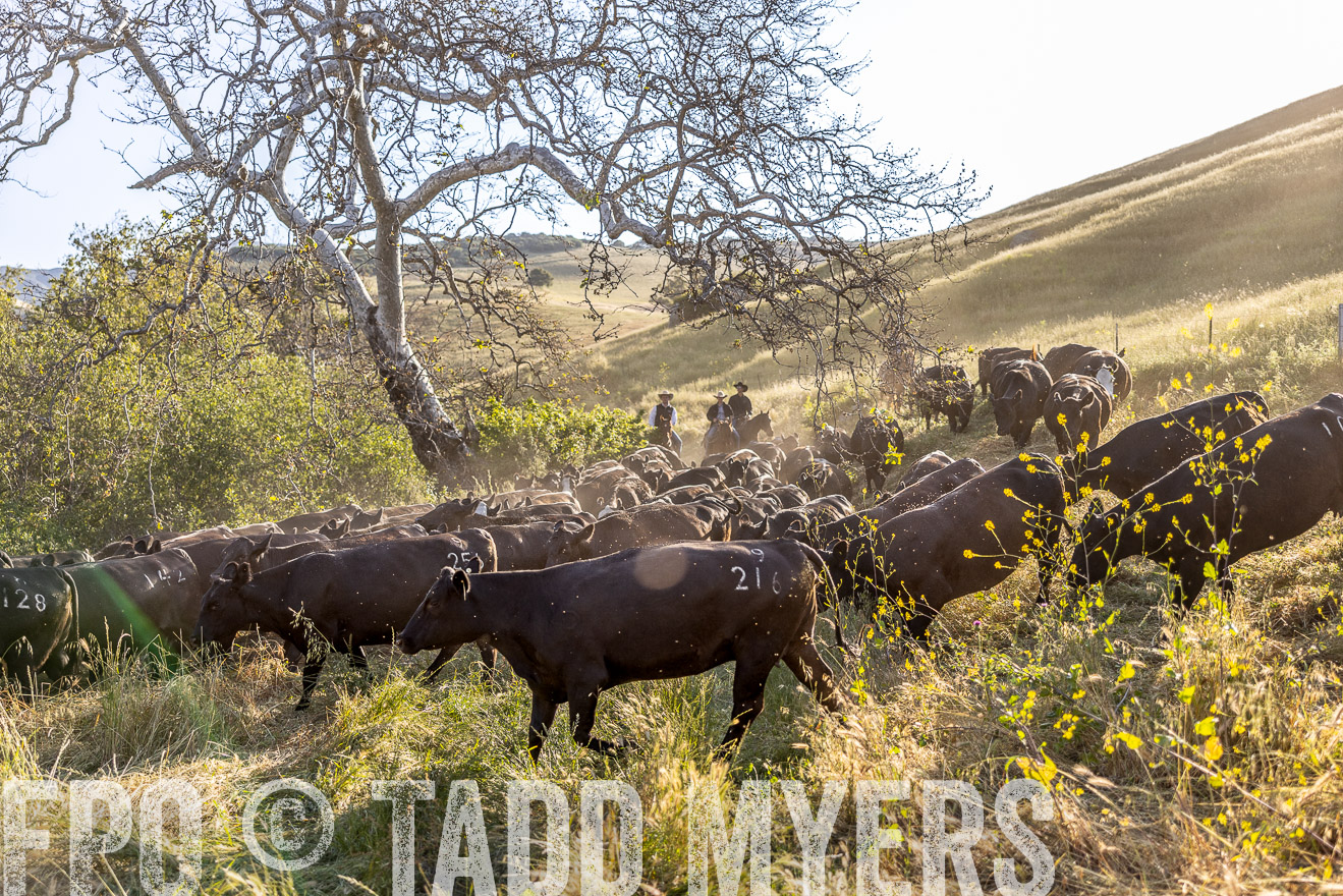 TMyers_CalPoly_CA_May2023-528191