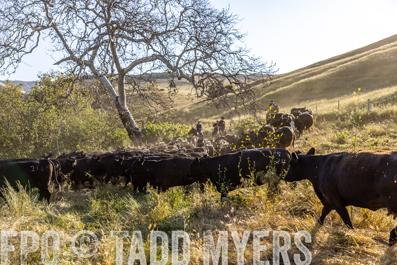 TMyers_CalPoly_CA_May2023-528208