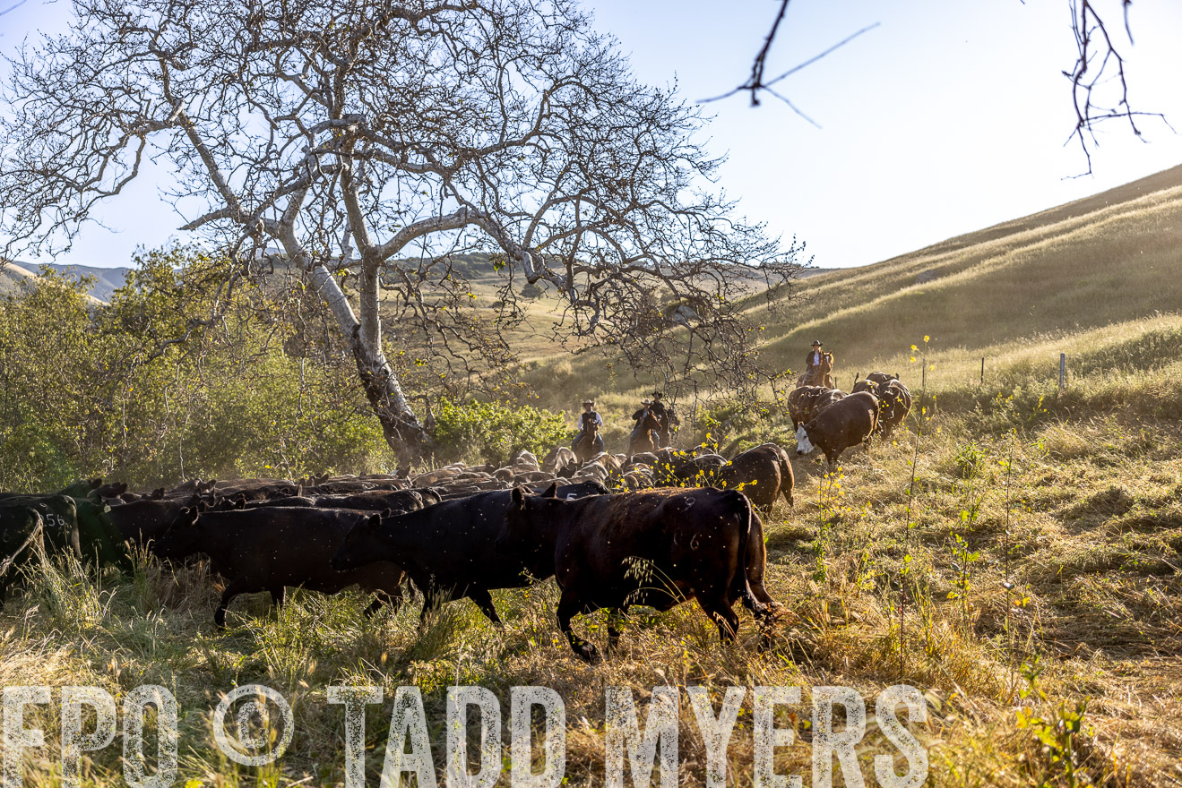 TMyers_CalPoly_CA_May2023-528216