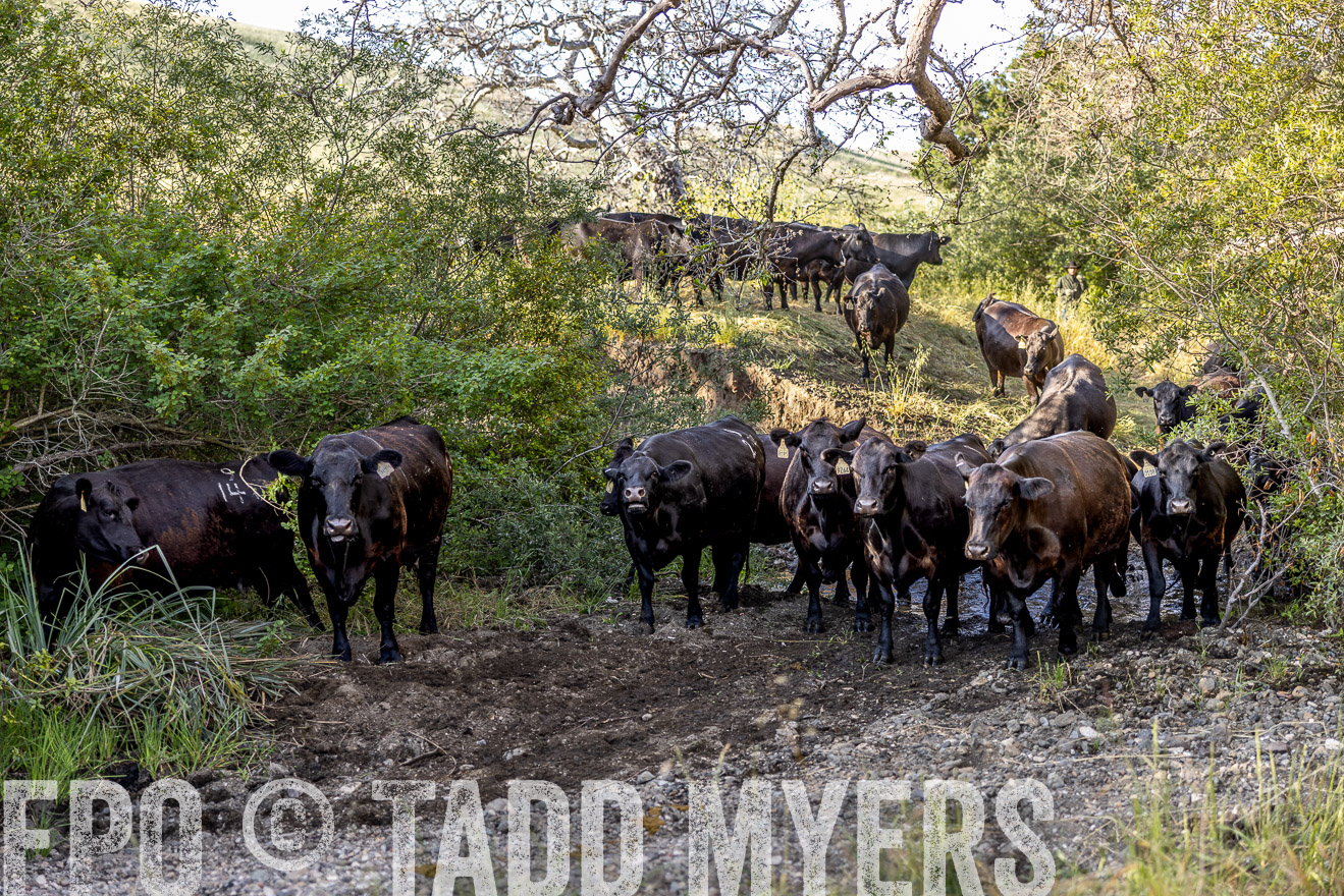 TMyers_CalPoly_CA_May2023-528326