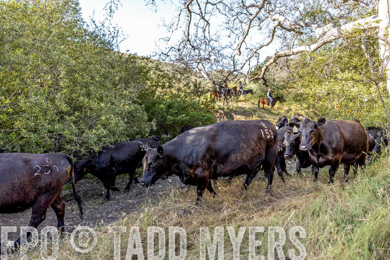 TMyers_CalPoly_CA_May2023-528405