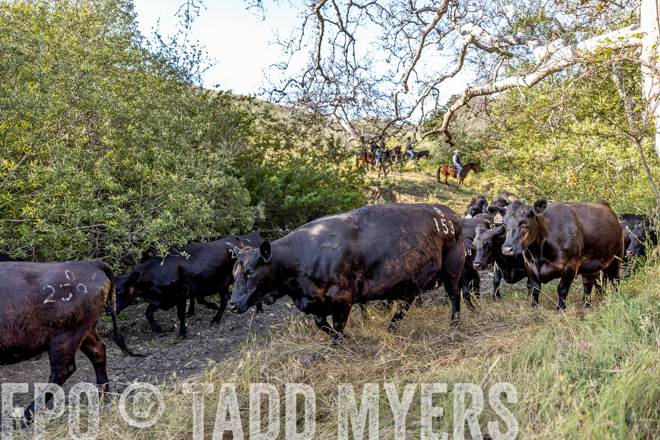 TMyers_CalPoly_CA_May2023-528406