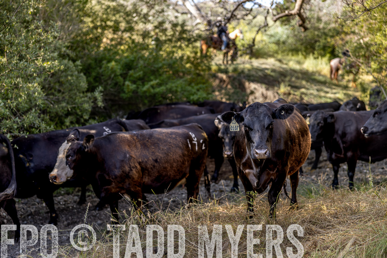 TMyers_CalPoly_CA_May2023-528460
