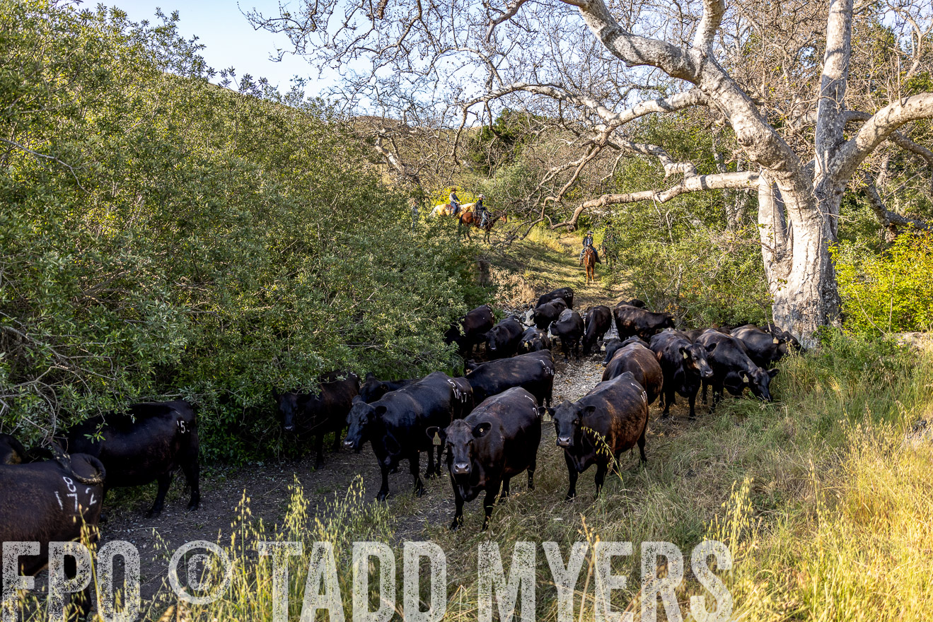 TMyers_CalPoly_CA_May2023-528502