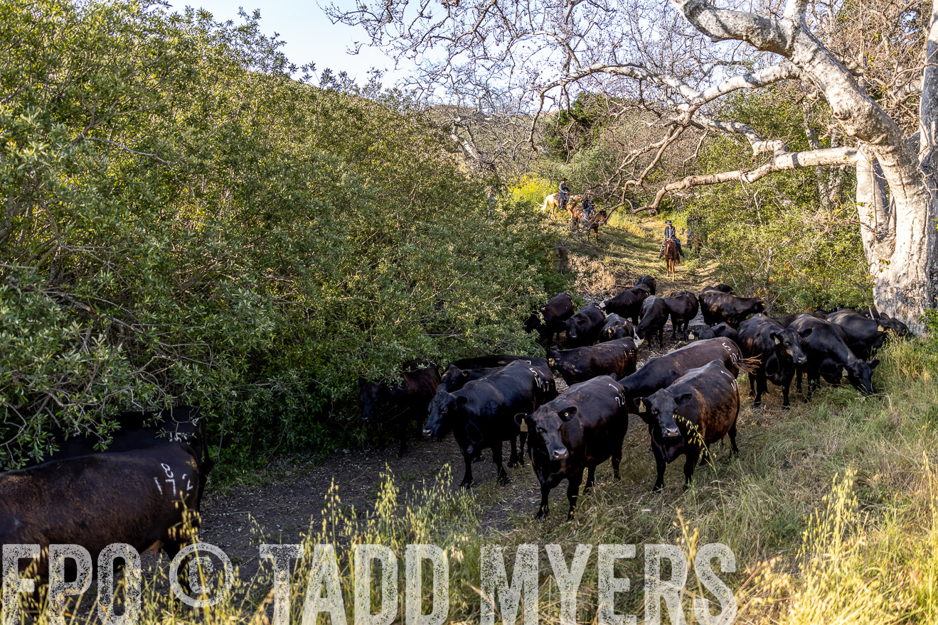 TMyers_CalPoly_CA_May2023-528510