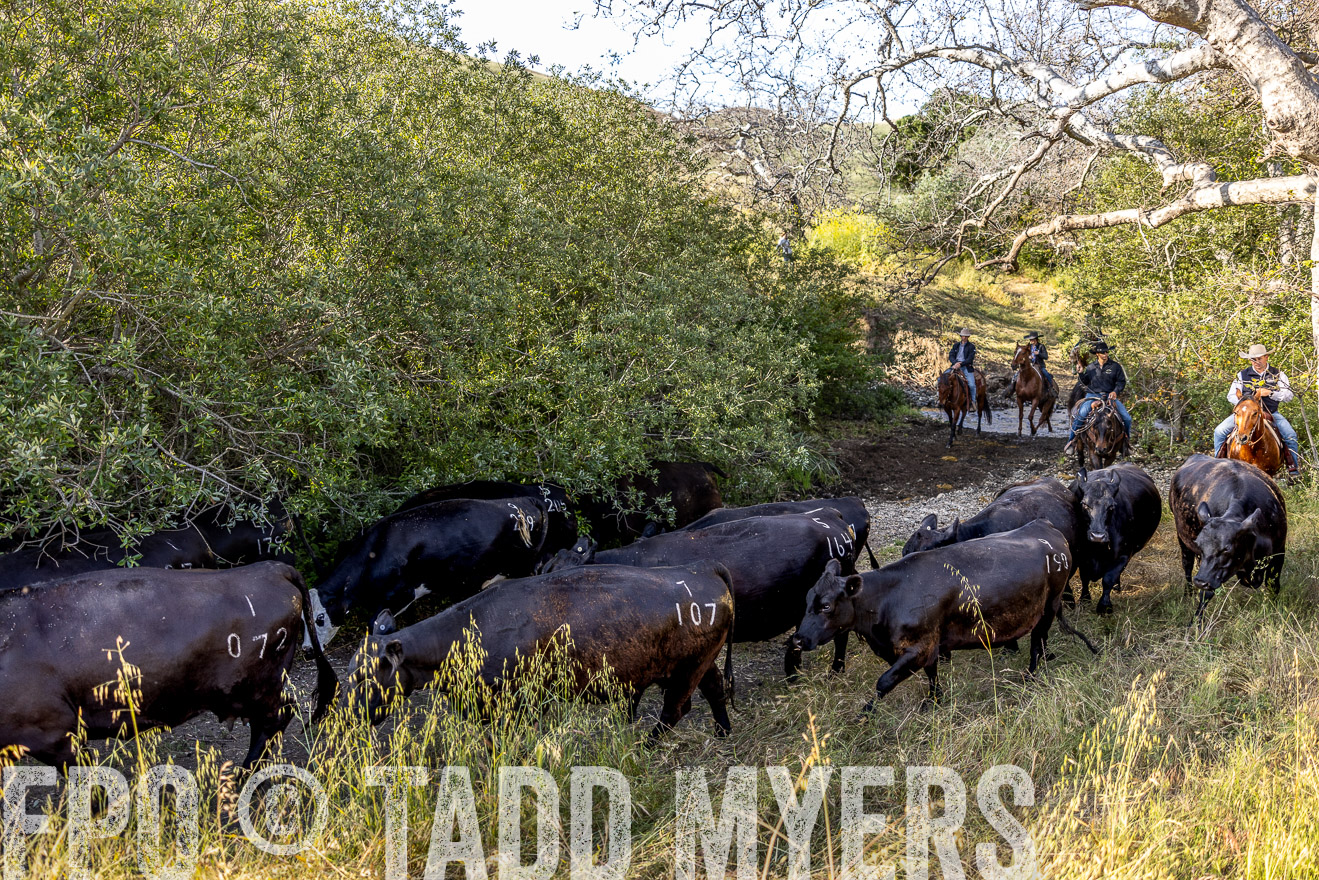 TMyers_CalPoly_CA_May2023-528541