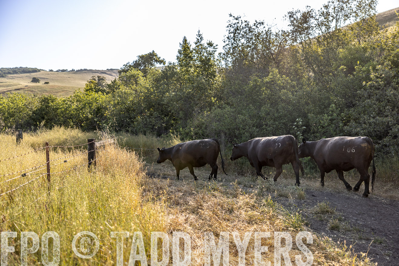 TMyers_CalPoly_CA_May2023-528947