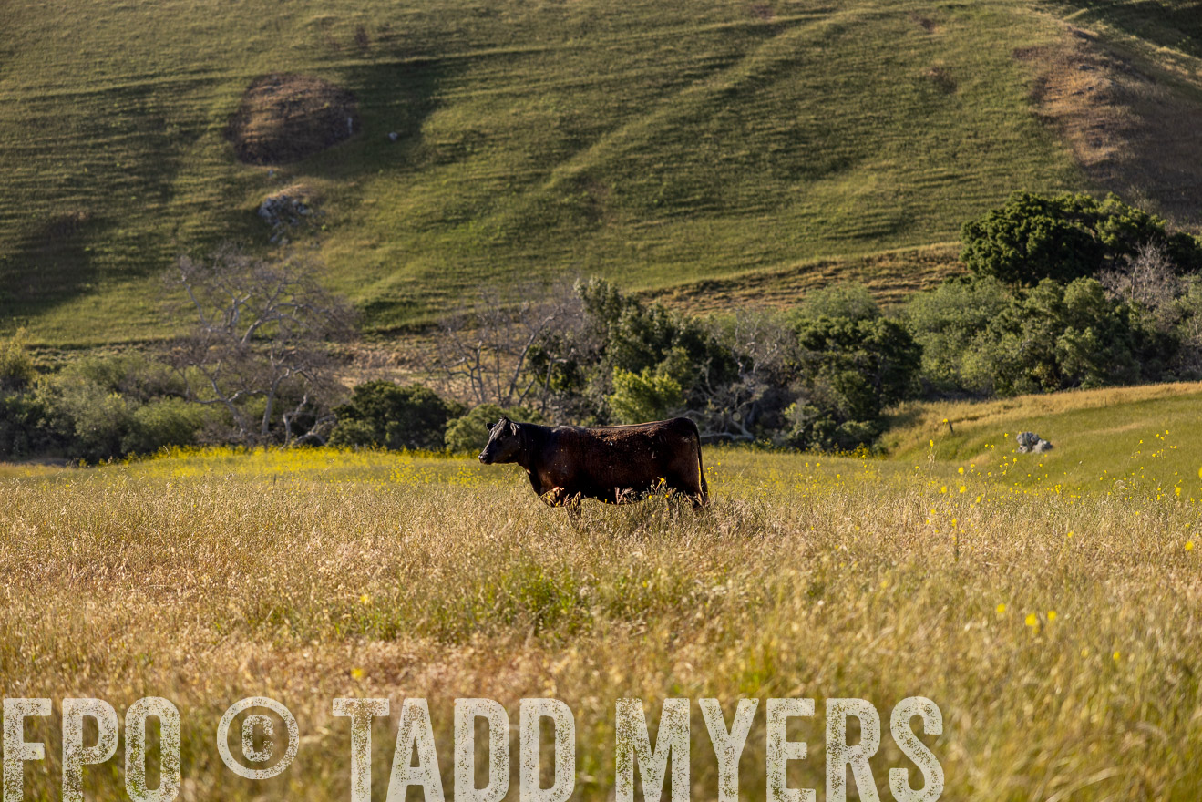 TMyers_CalPoly_CA_May2023-529606