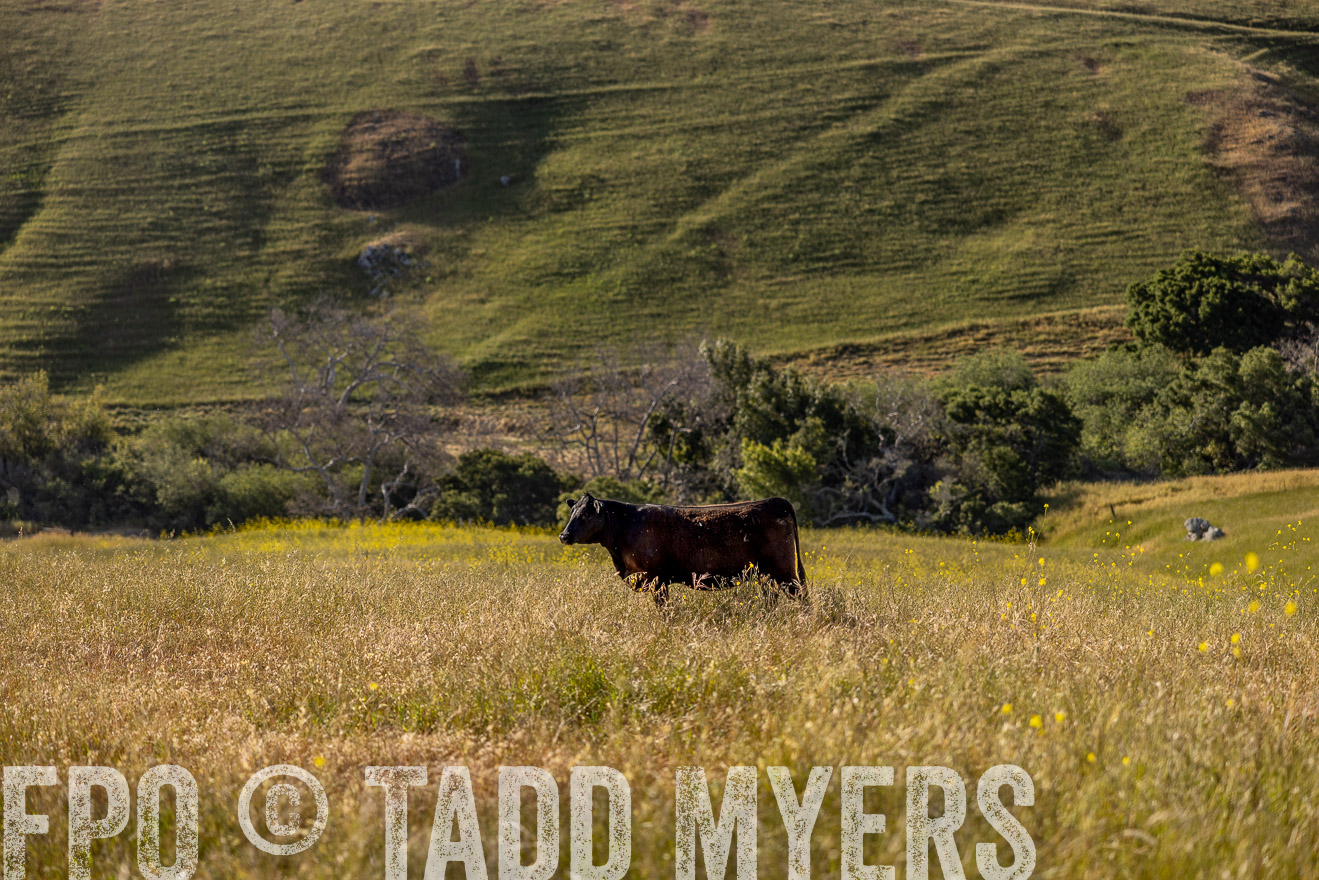 TMyers_CalPoly_CA_May2023-529611