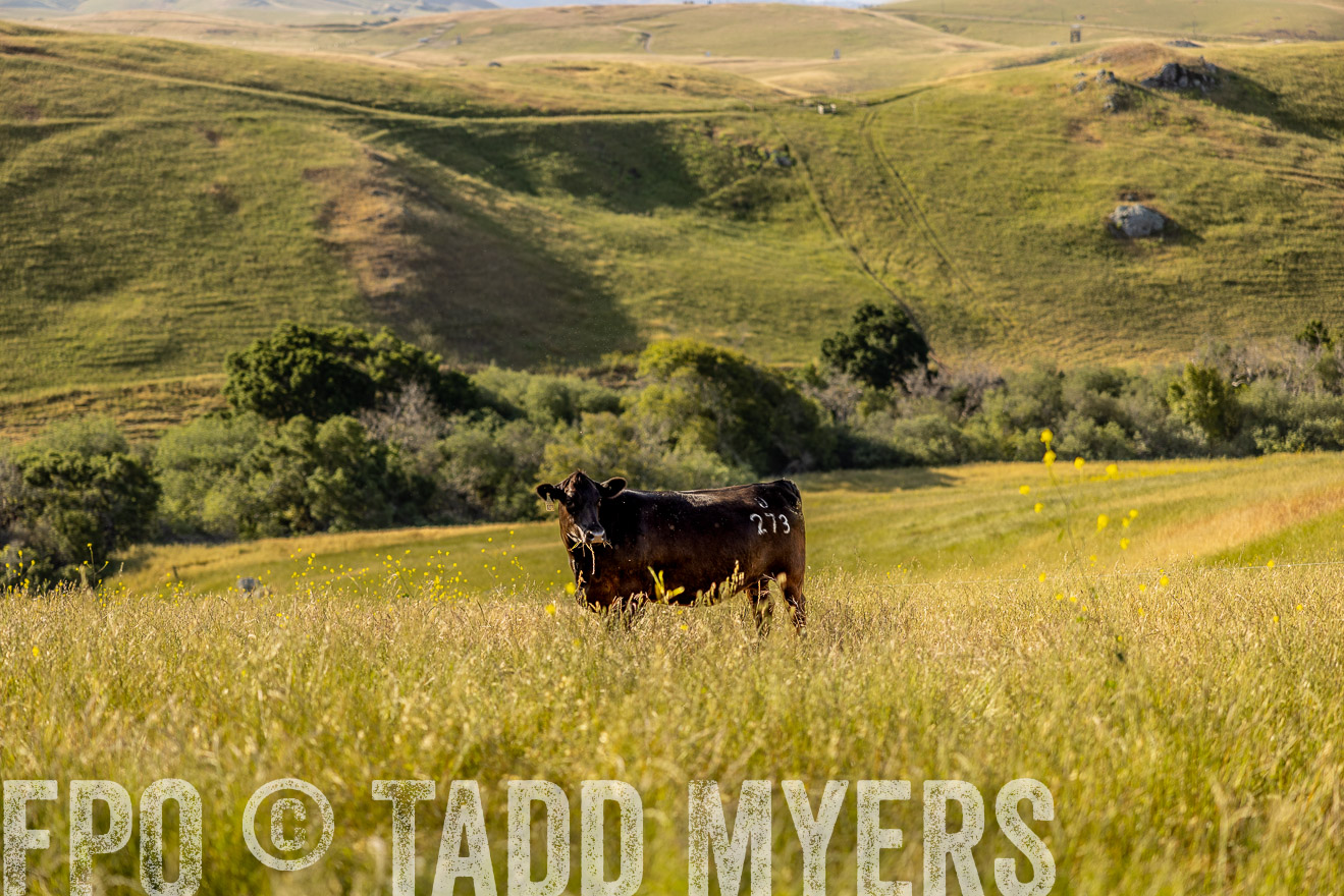 TMyers_CalPoly_CA_May2023-529649